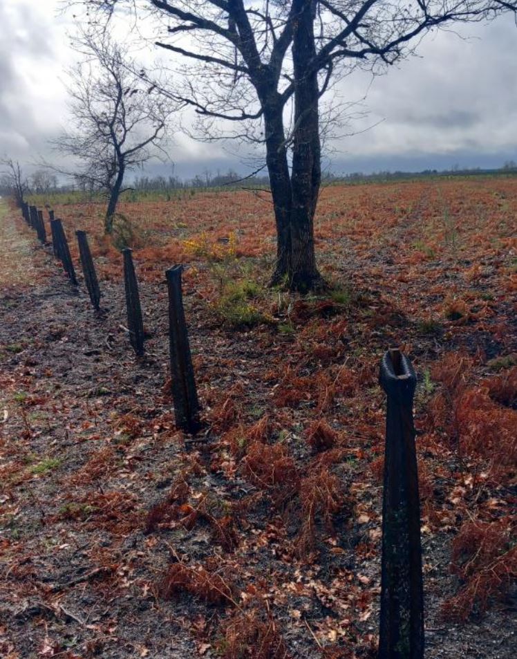 Reboisement de 3,77 hectares après un incendie à Belin-Béliet — 2
