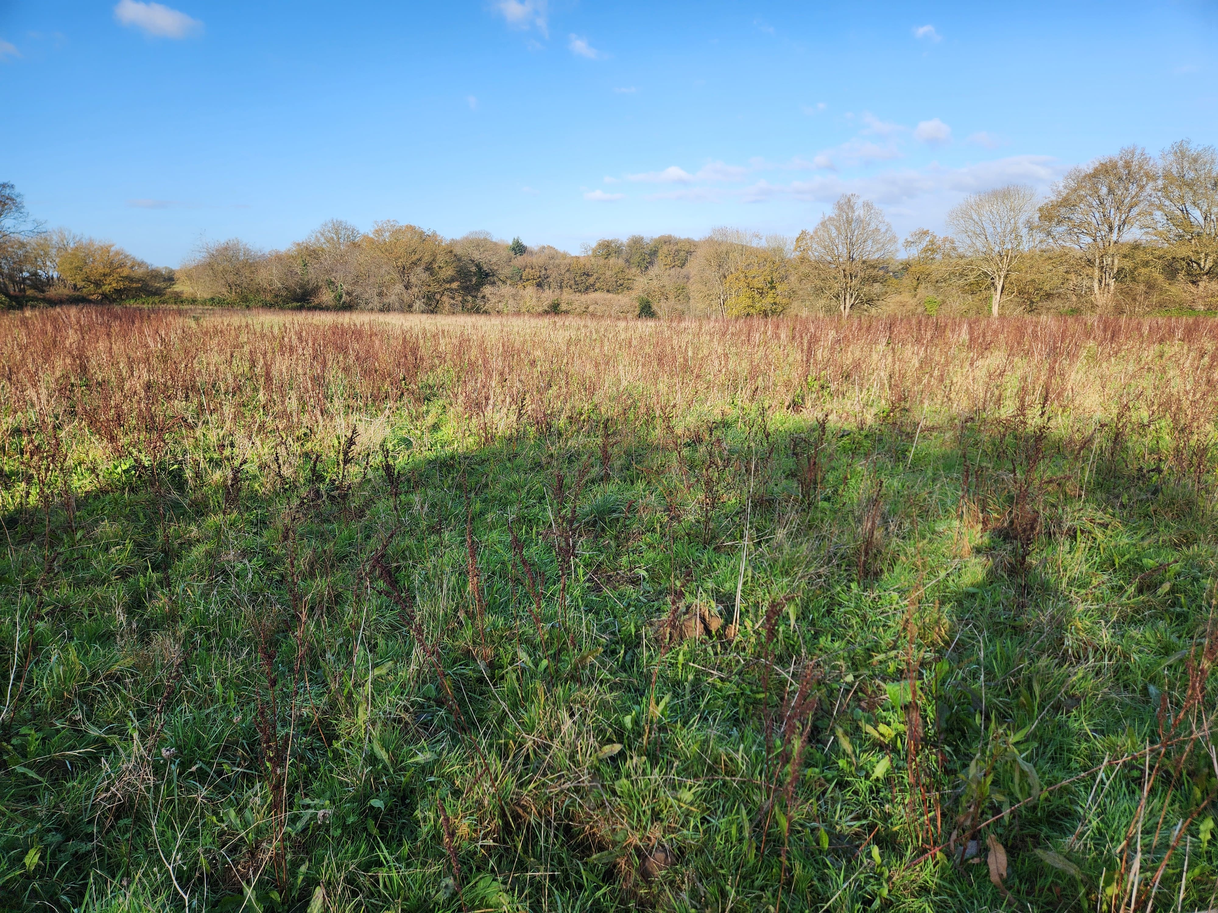 New diversified afforestation in Montsûrs