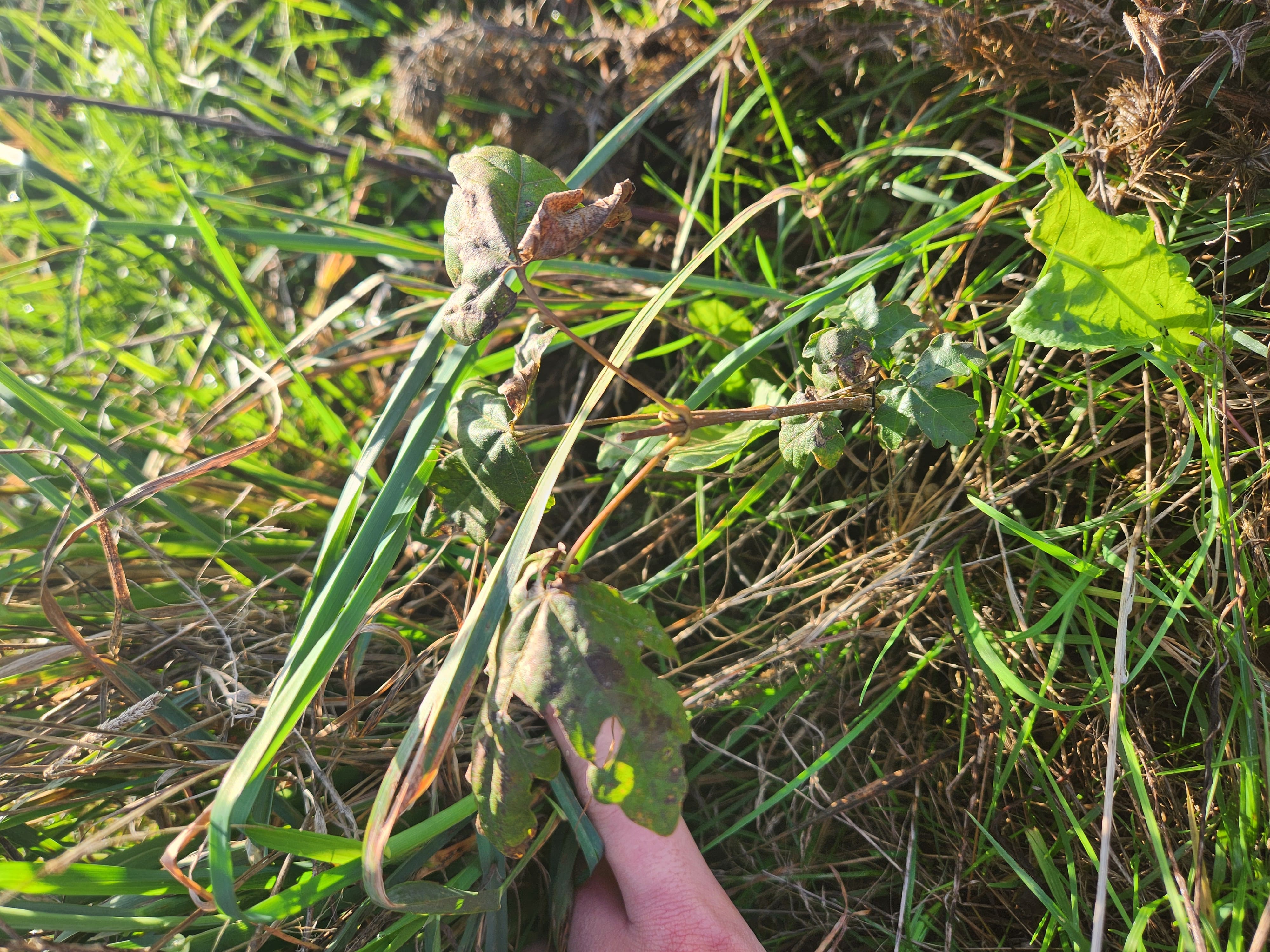 New diversified afforestation in Montsûrs — 1