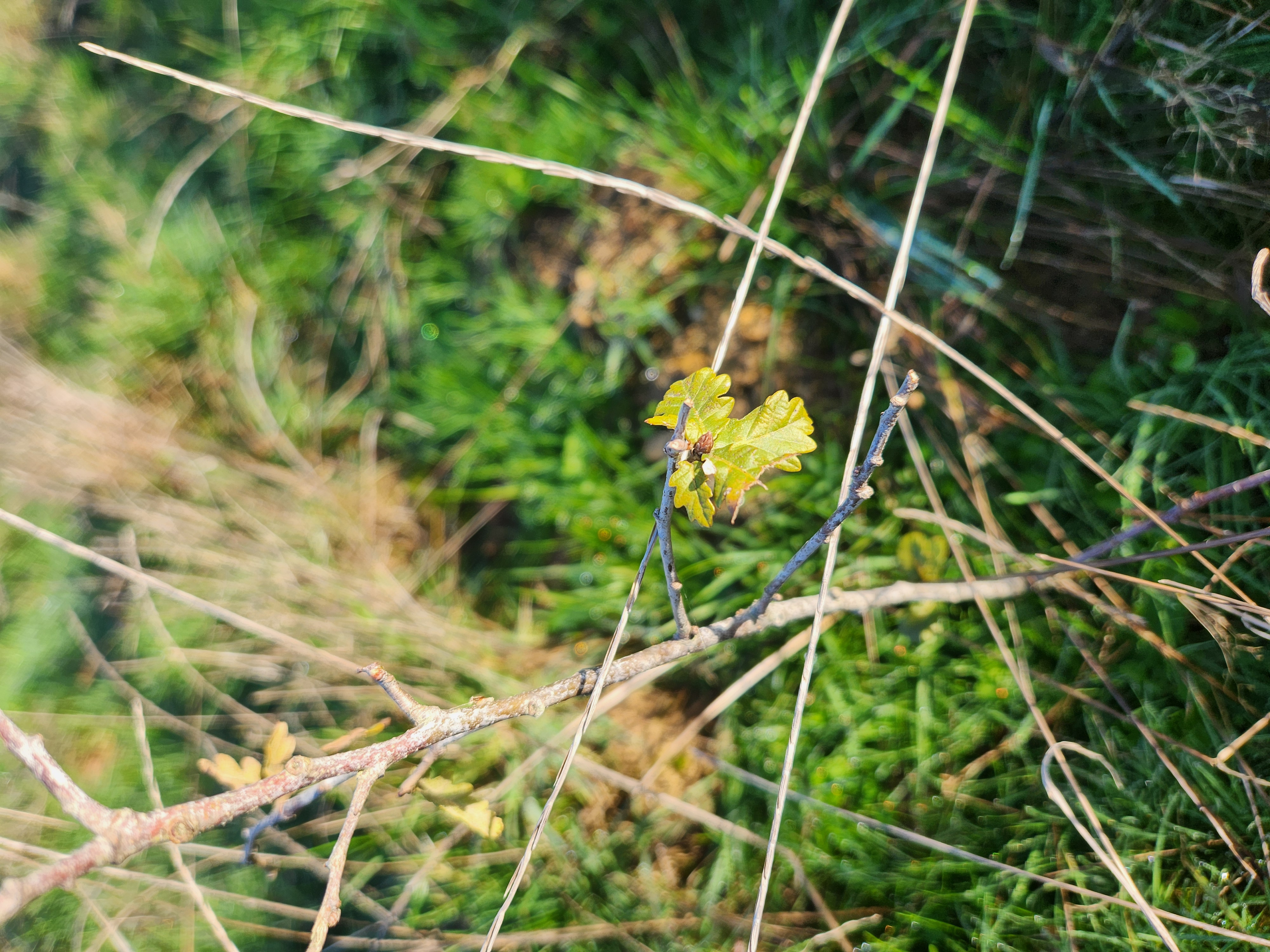 New diversified afforestation in Montsûrs — 2