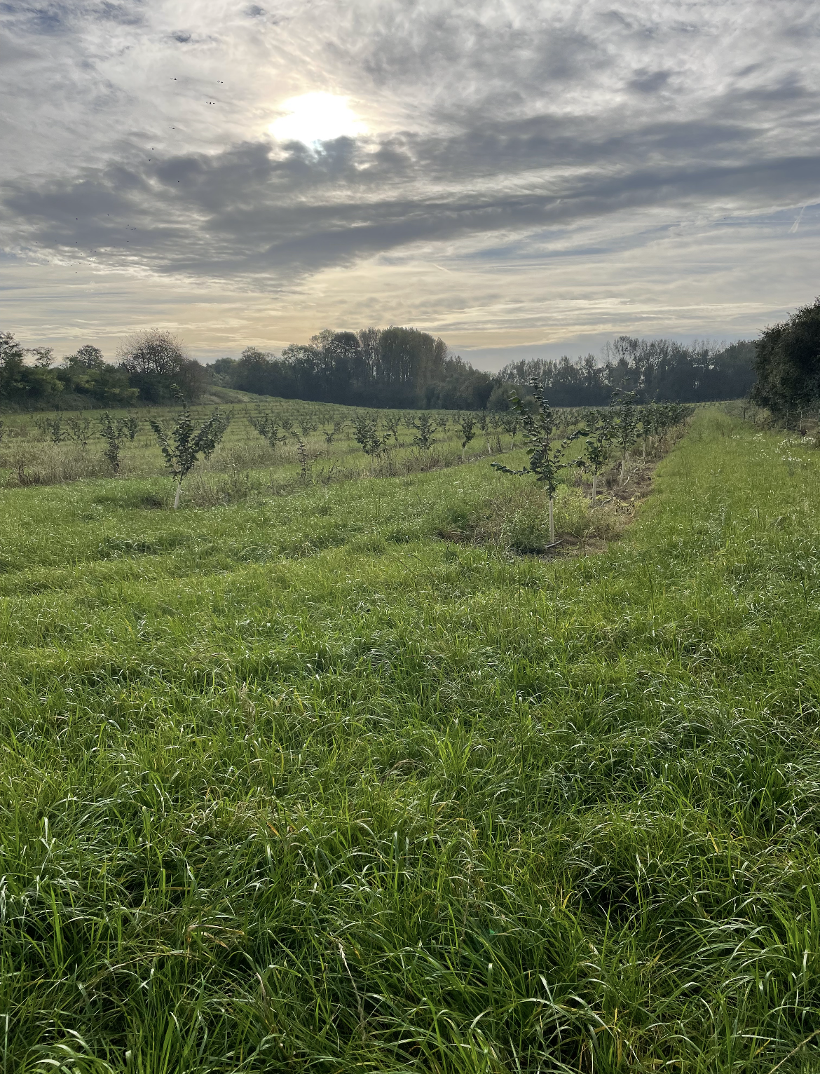 Nouveaux vergers de noisetiers en Seine-et-Marne — 2