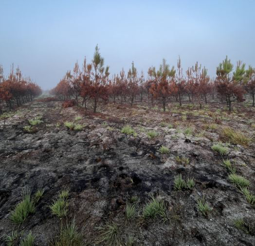 Reboisement de 21,53 hectares de forêts incendiées en Gironde — 1