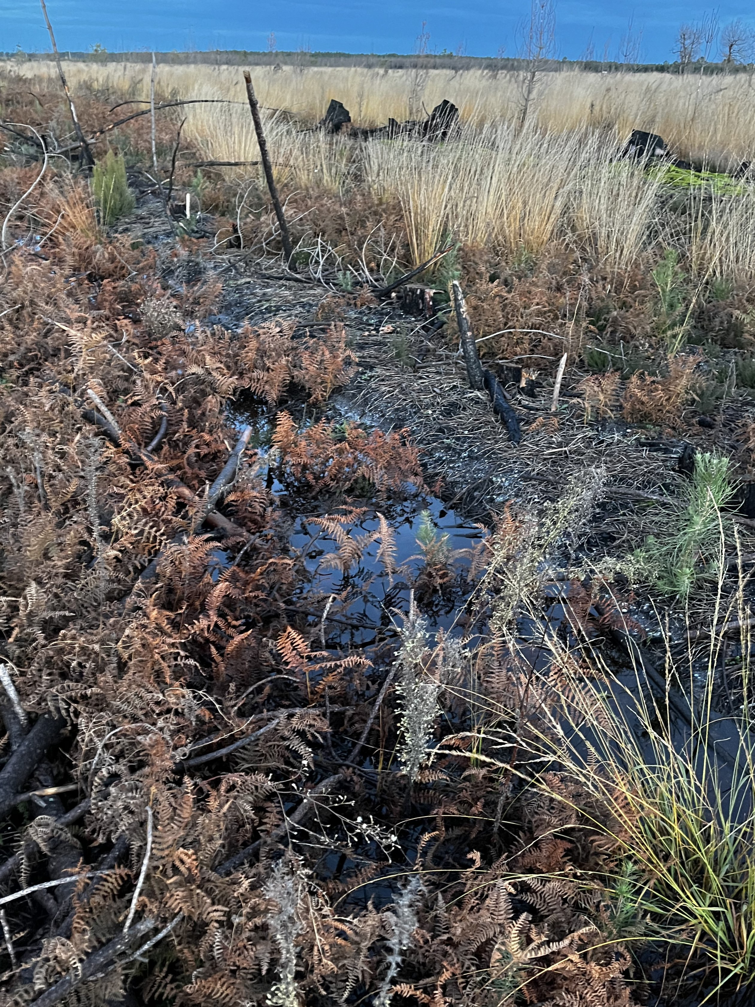 Reboisement de 21,53 hectares de forêts incendiées en Gironde — 2