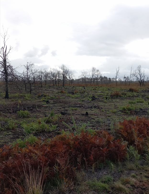 Reforestation of 1.4 hectares after a fire in Belin-Béliet