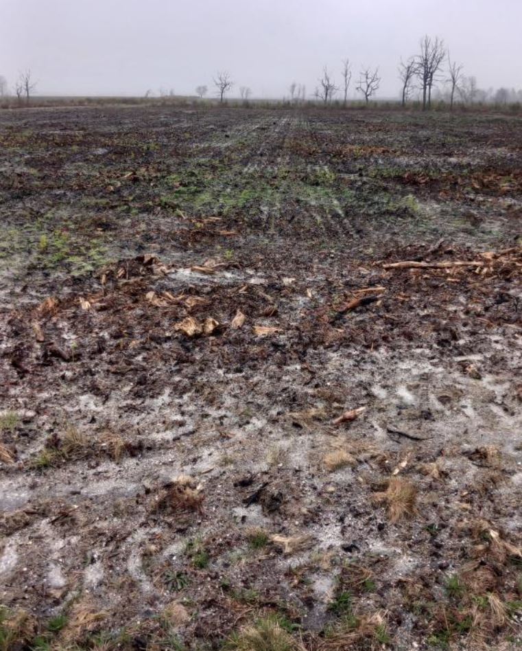 Reforestation of 1.4 hectares after a fire in Belin-Béliet — 1