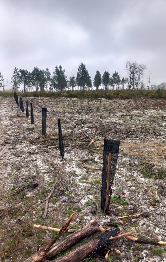 Reboisement de 1,13 hectare après un incendie à Belin-Béliet — 2