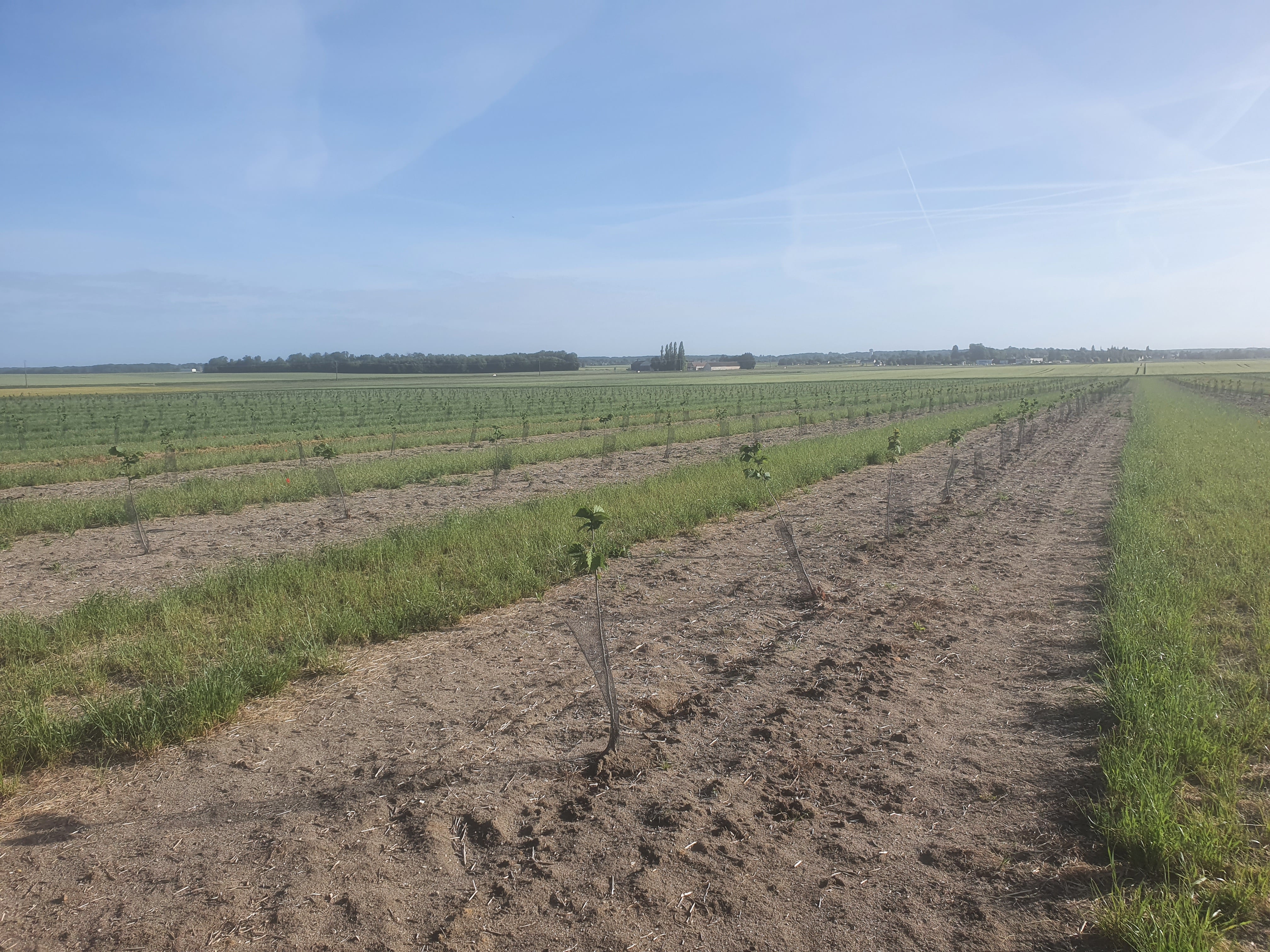 Nouveaux vergers de noisetiers à l'EARL de la Roncière