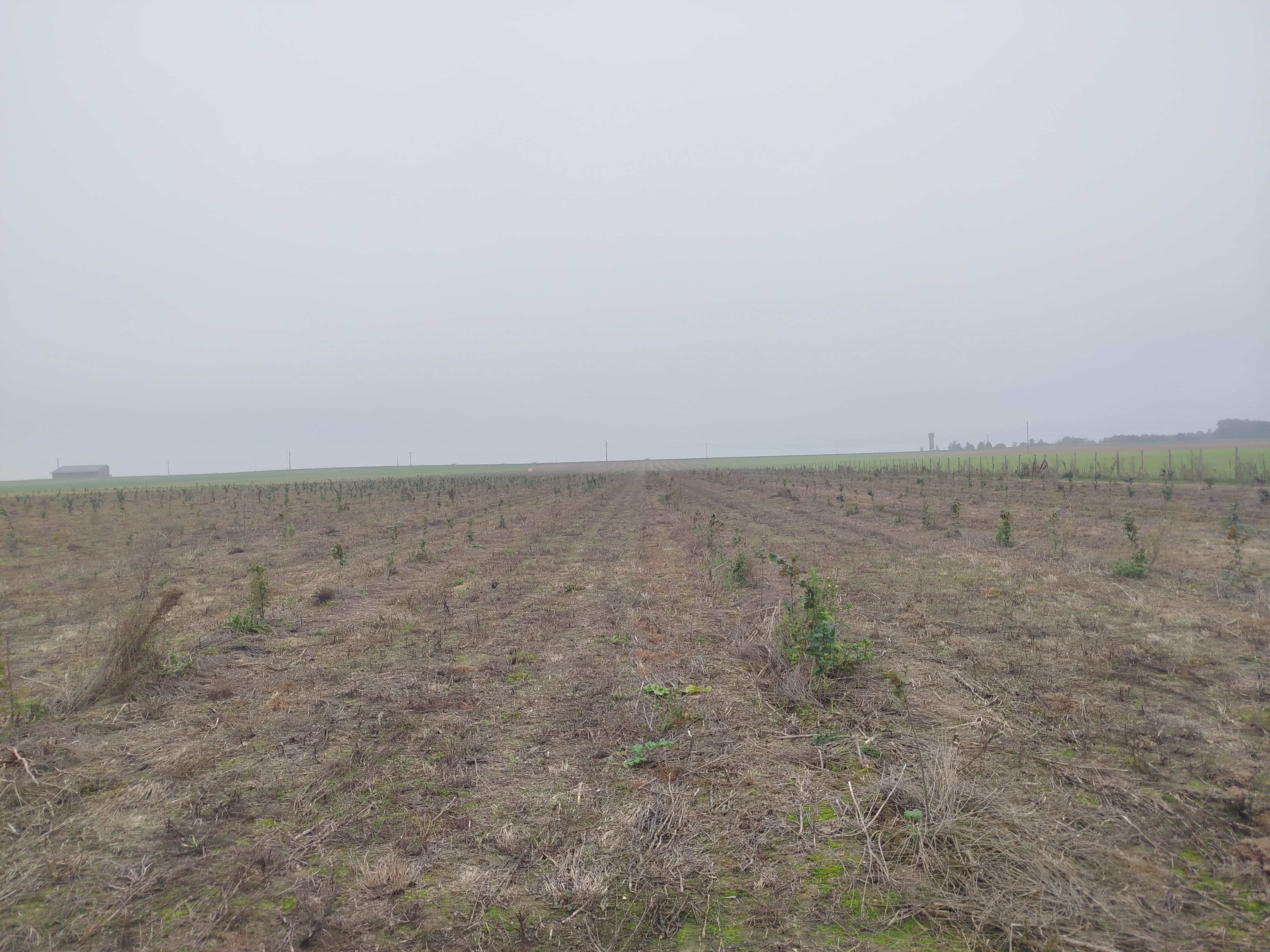 Nouveaux vergers de noisetiers à la SCEA Novo Agri