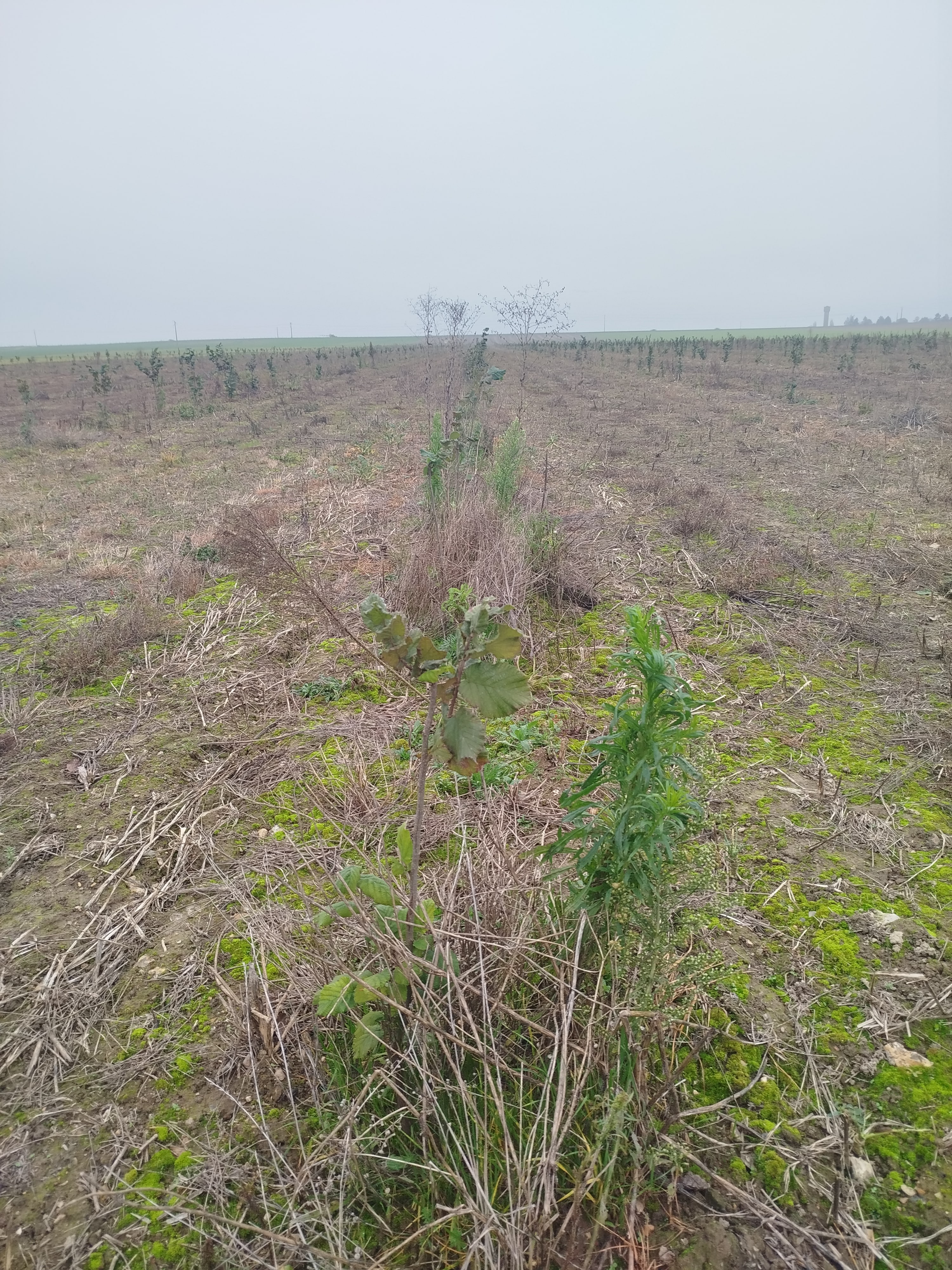 Nouveaux vergers de noisetiers à la SCEA Novo Agri — 1
