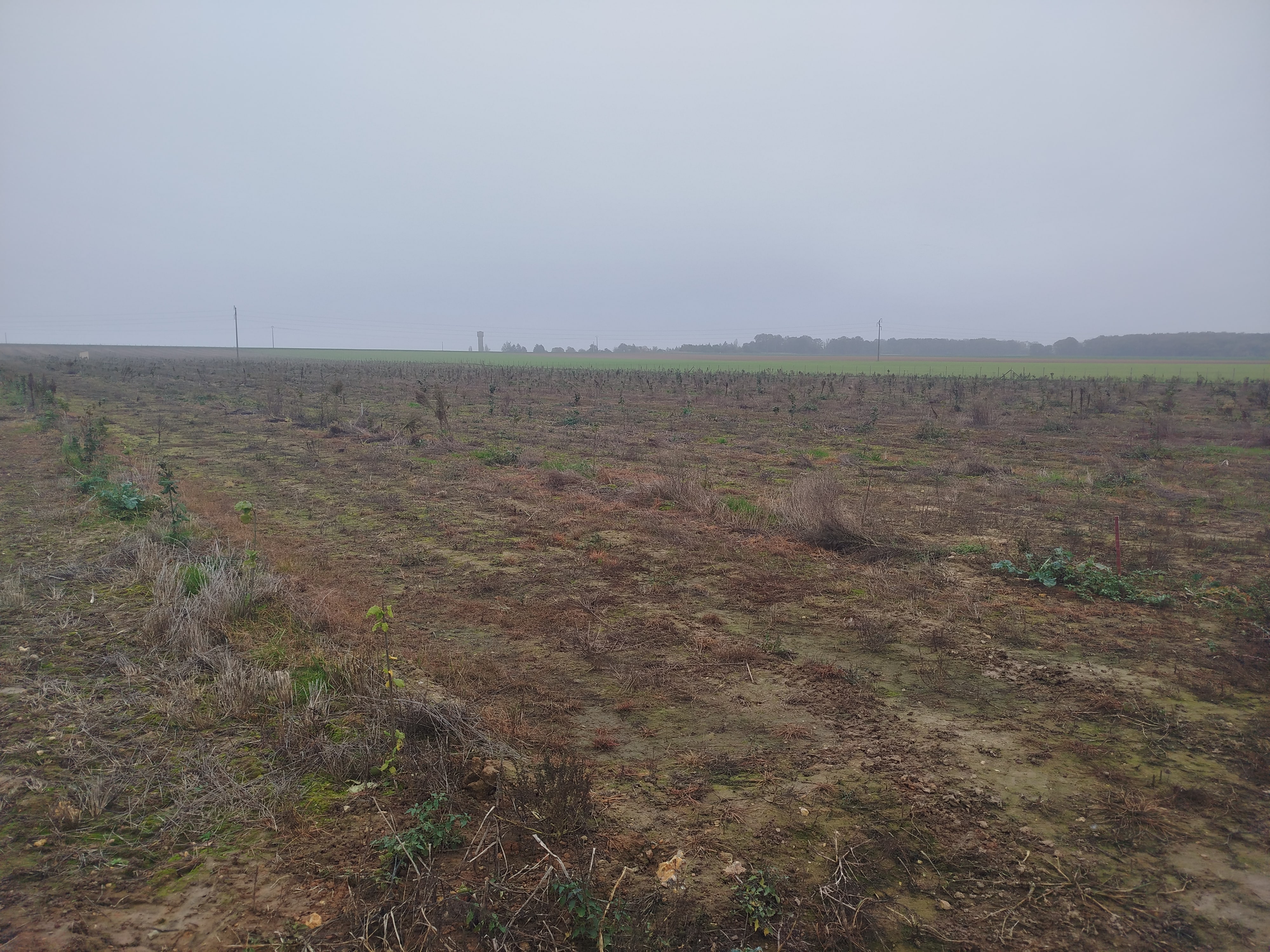 Nouveaux vergers de noisetiers à la SCEA Novo Agri — 2