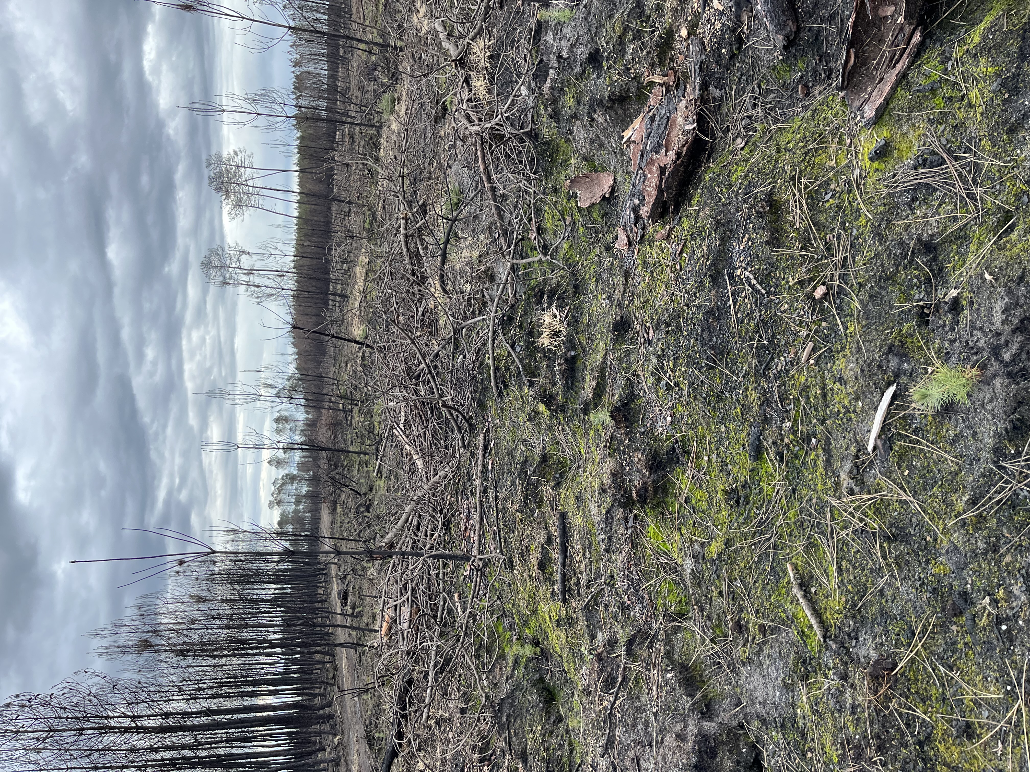 Reboisement de 46,52 hectares de forêts incendiées à Saint-Magne — 1