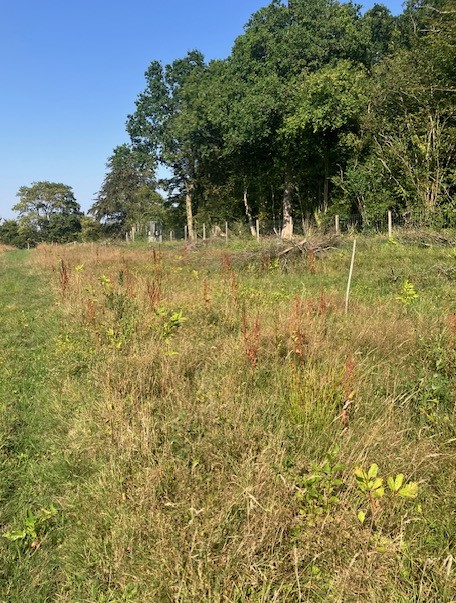Création de 5,31 hectares de forêts dans le Pas-de-Calais — 2