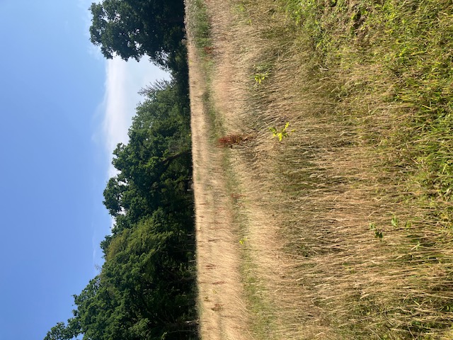 Création de 5,31 hectares de forêts dans le Pas-de-Calais — 1