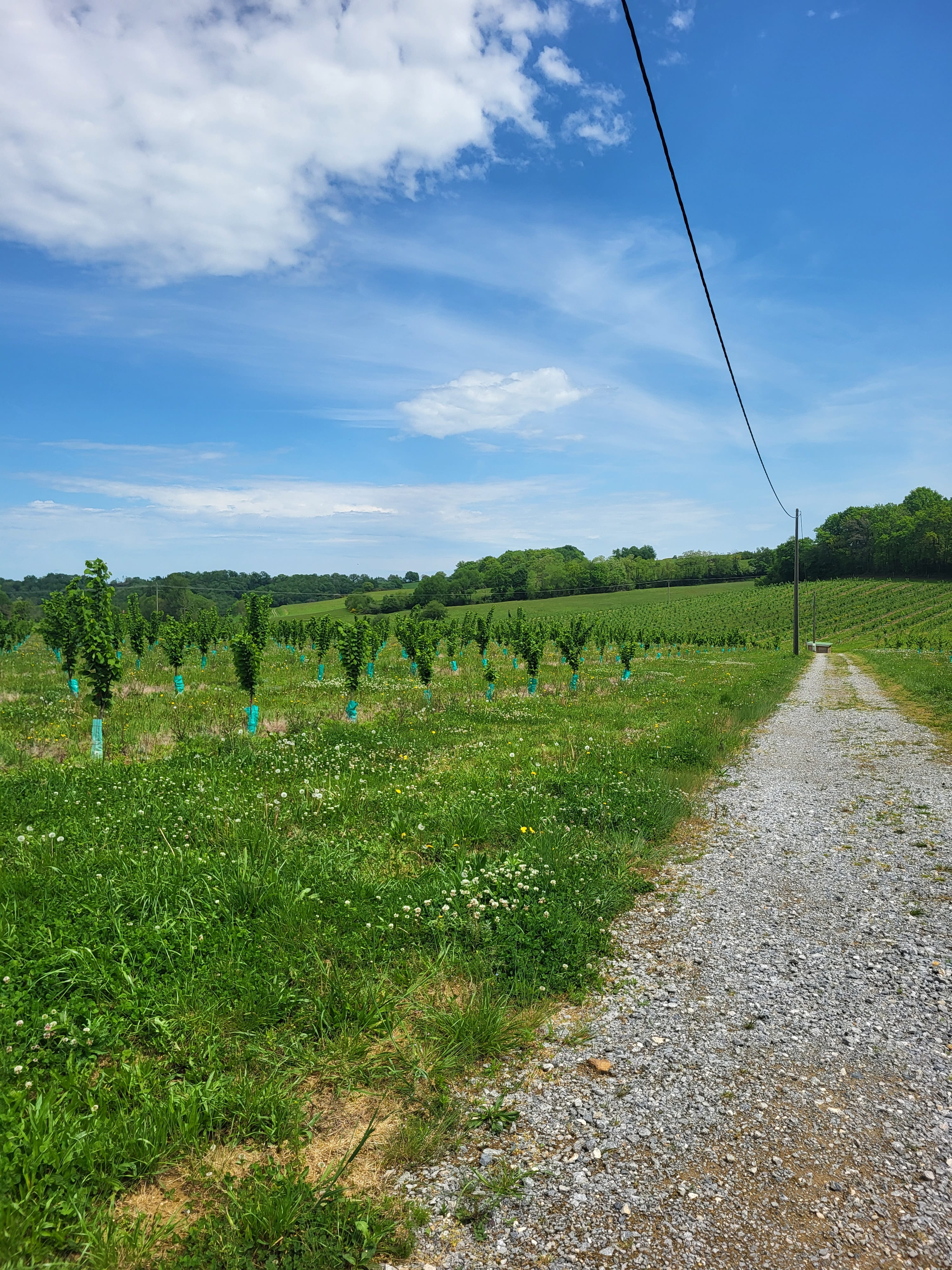 Nouvelle plantation de noisetiers à Bernadets-Debat — 1