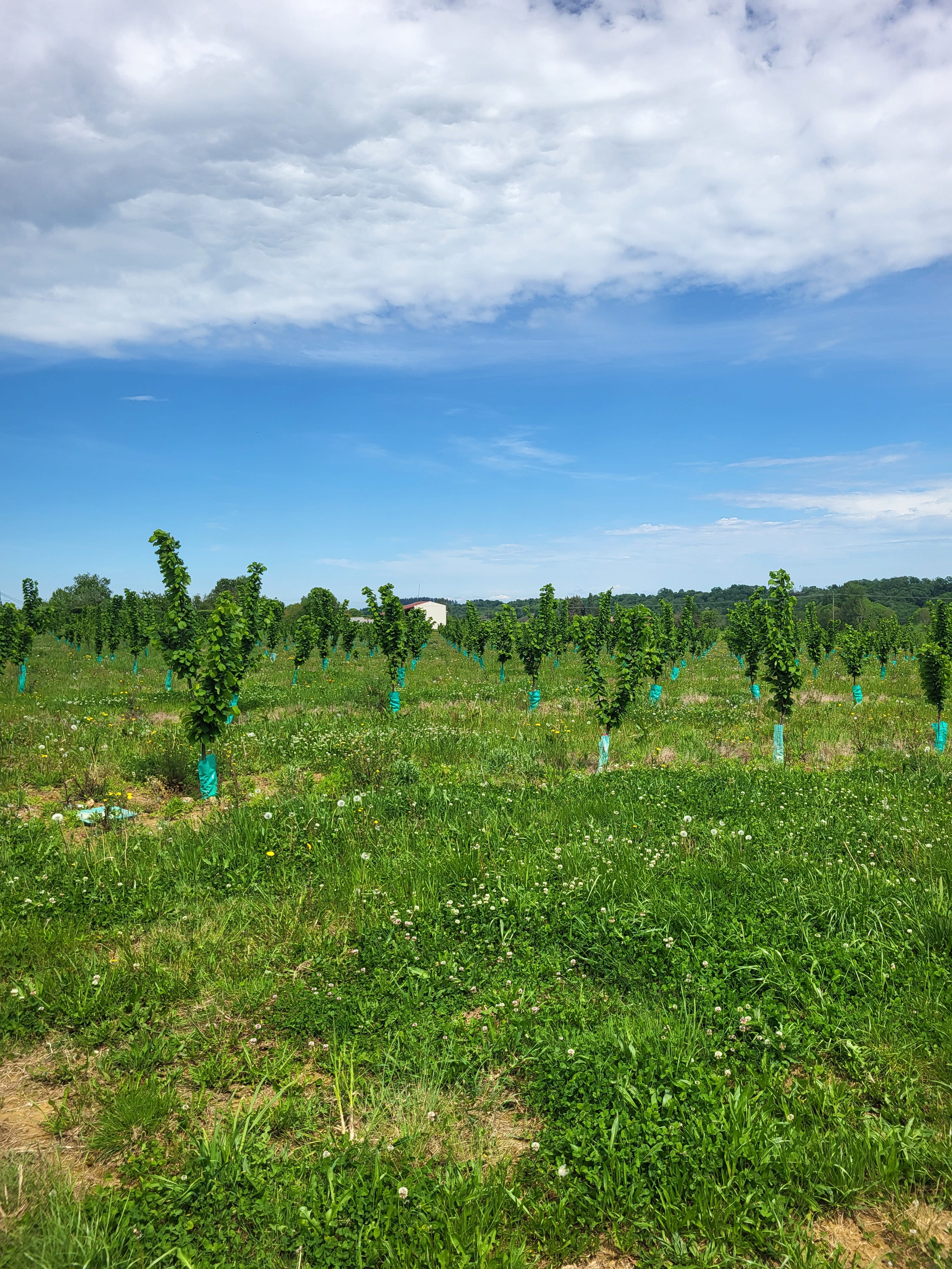 Nouvelle plantation de noisetiers à Bernadets-Debat — 2
