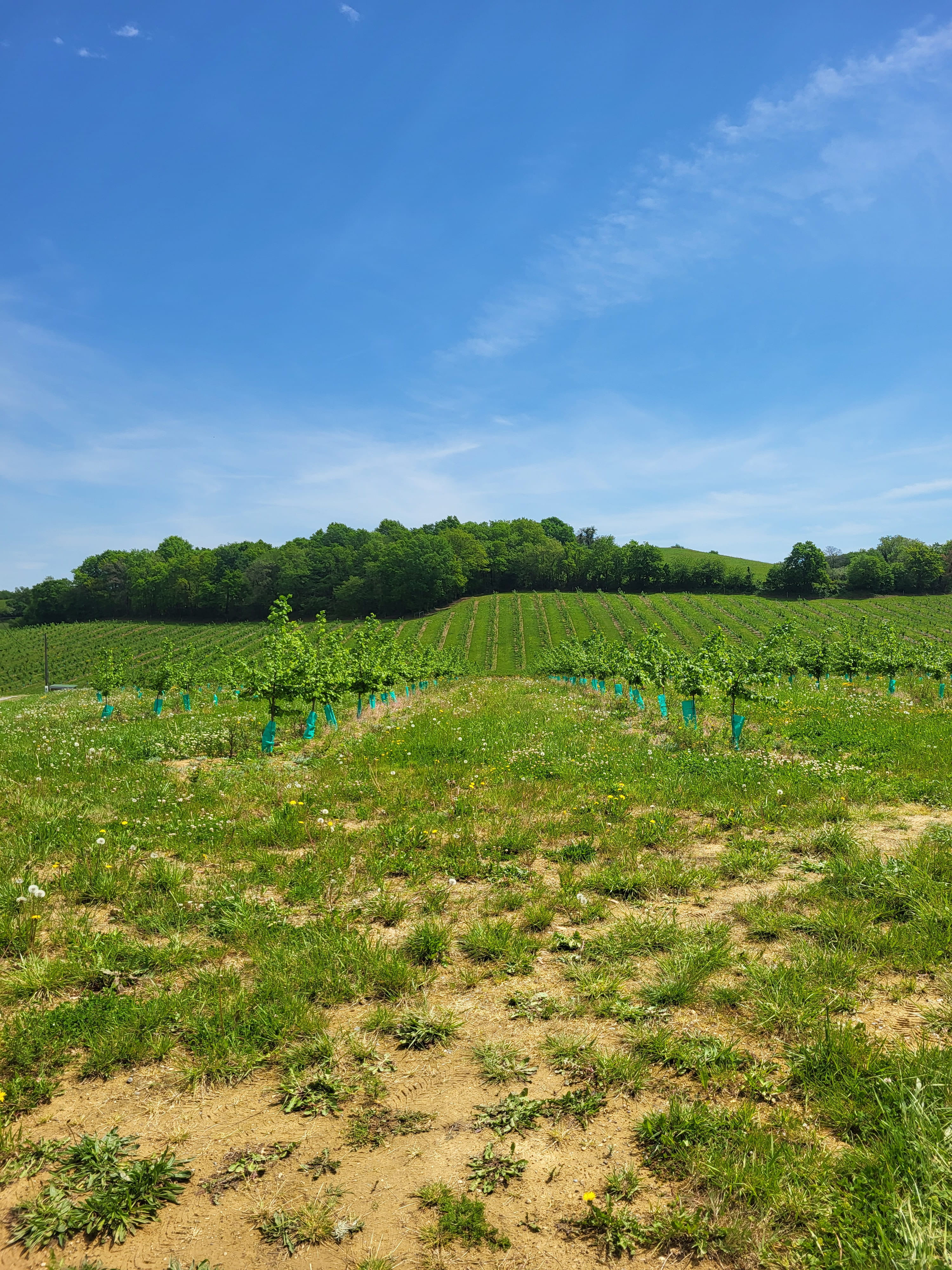 Plantation de noisetiers à la SCEA Sainte Marie — 1