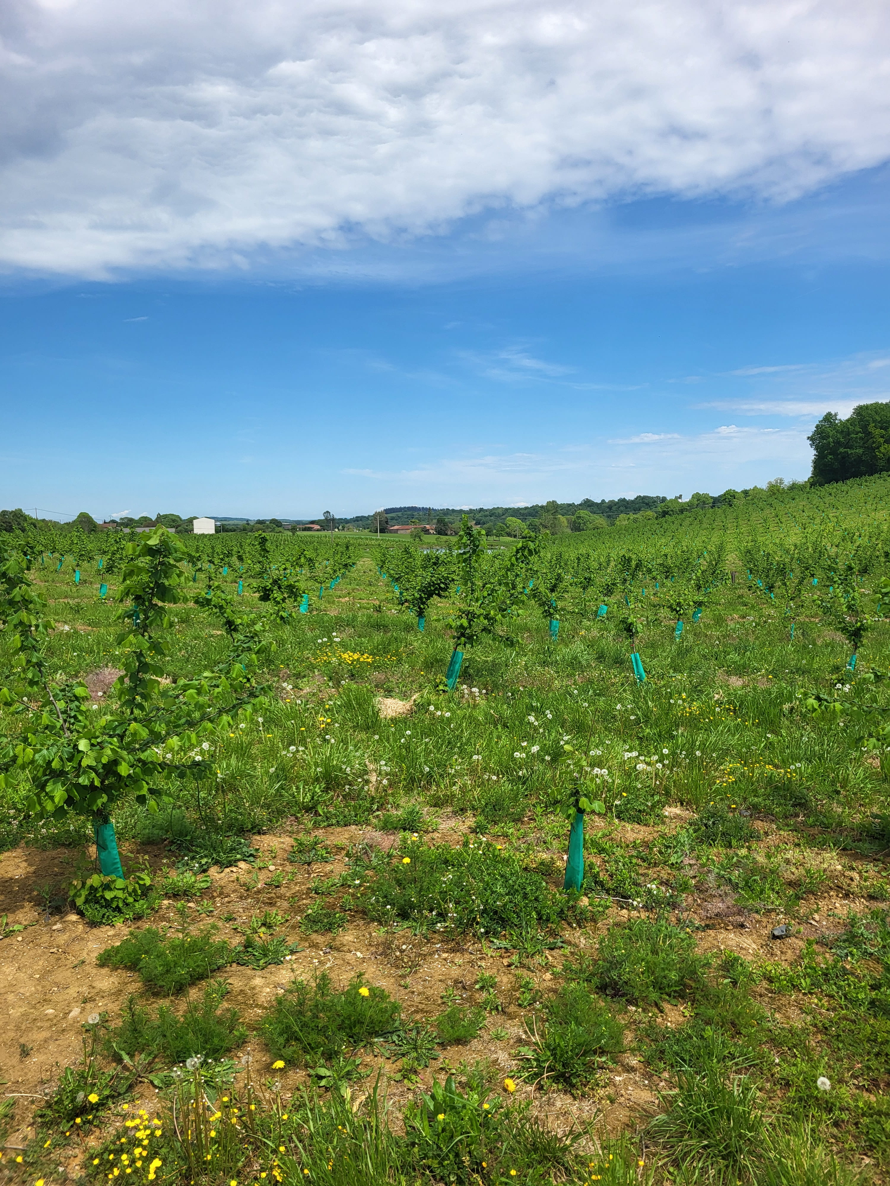 Plantation de noisetiers à la SCEA Sainte Marie — 2