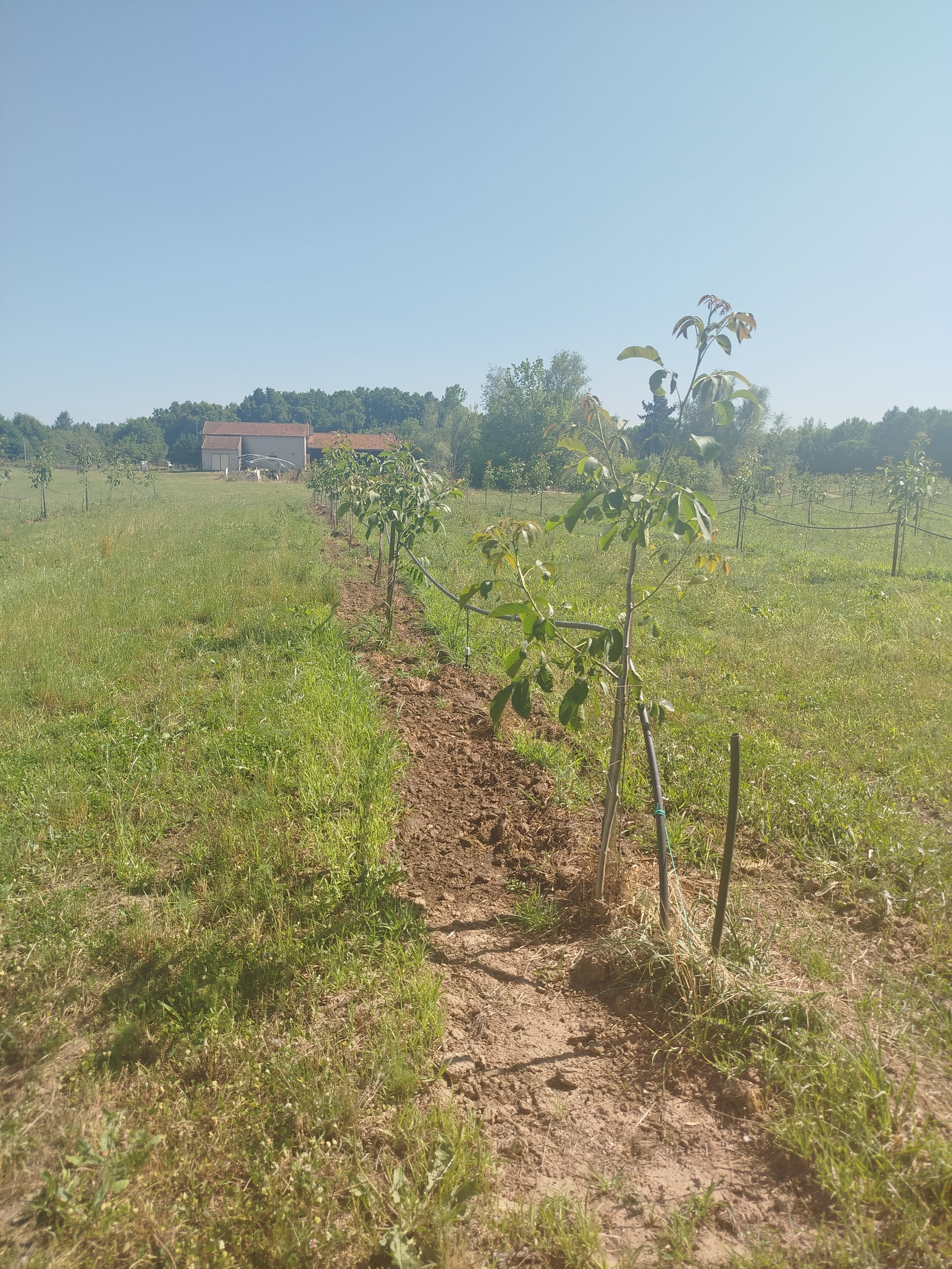 Plantation de noyers à Lamothe-Montravel — 1