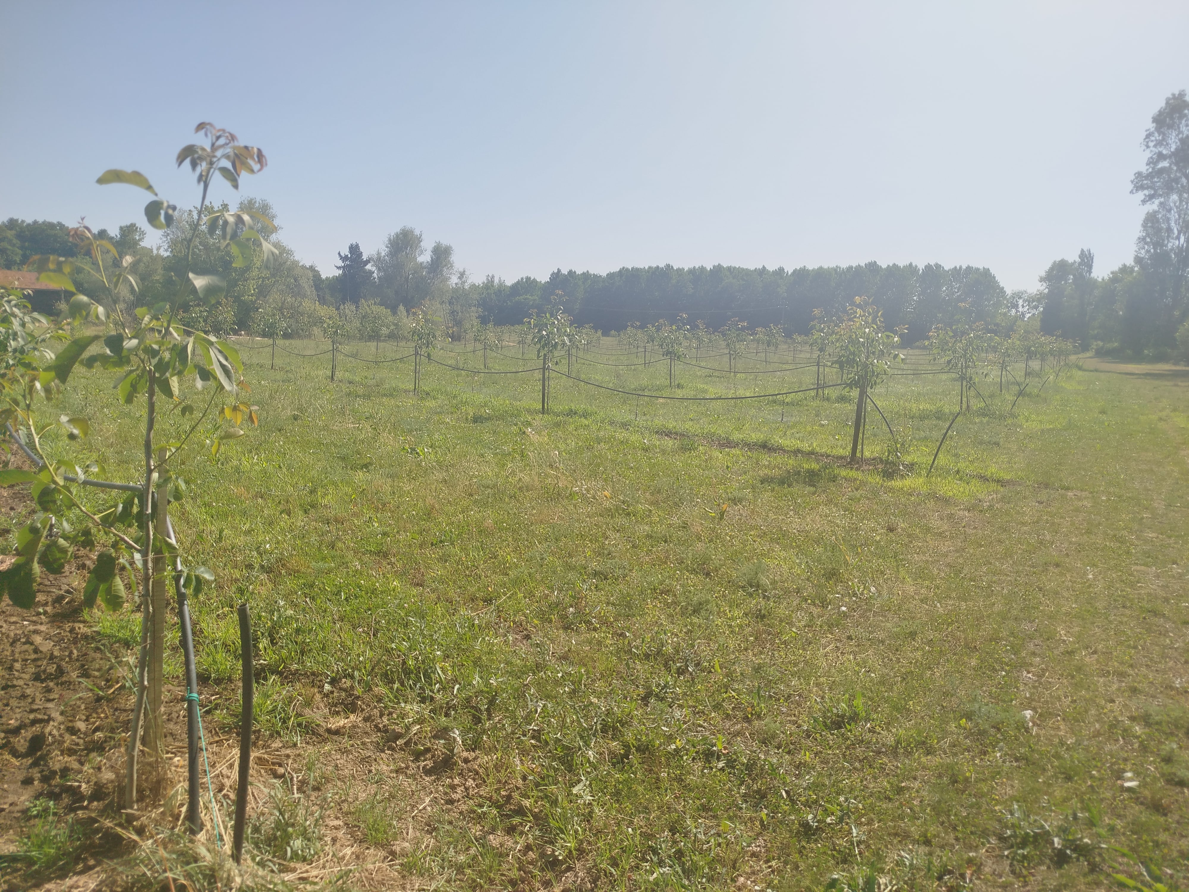 Plantation de noyers à Lamothe-Montravel — 2