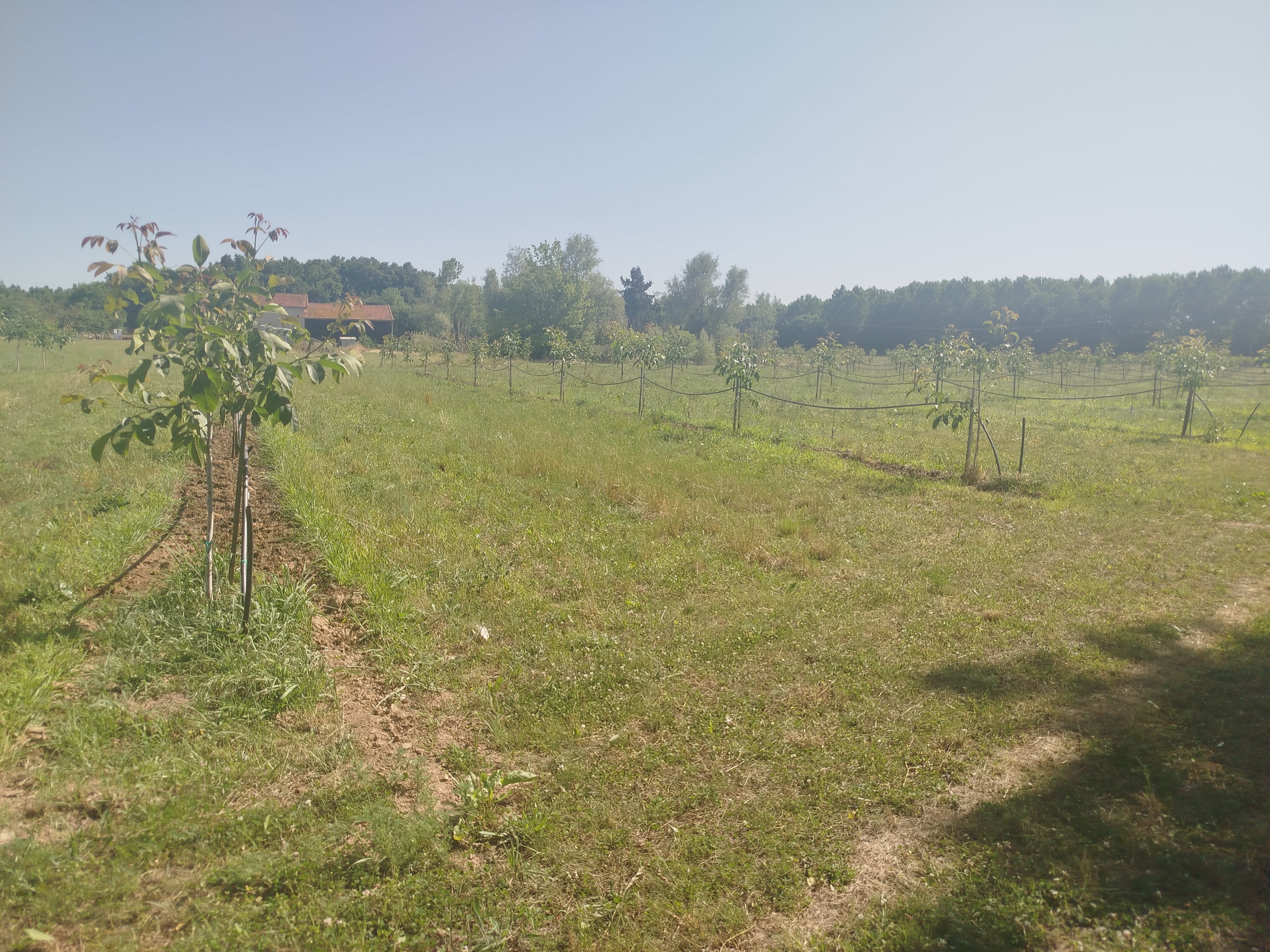 Plantation de noyers à Lamothe-Montravel