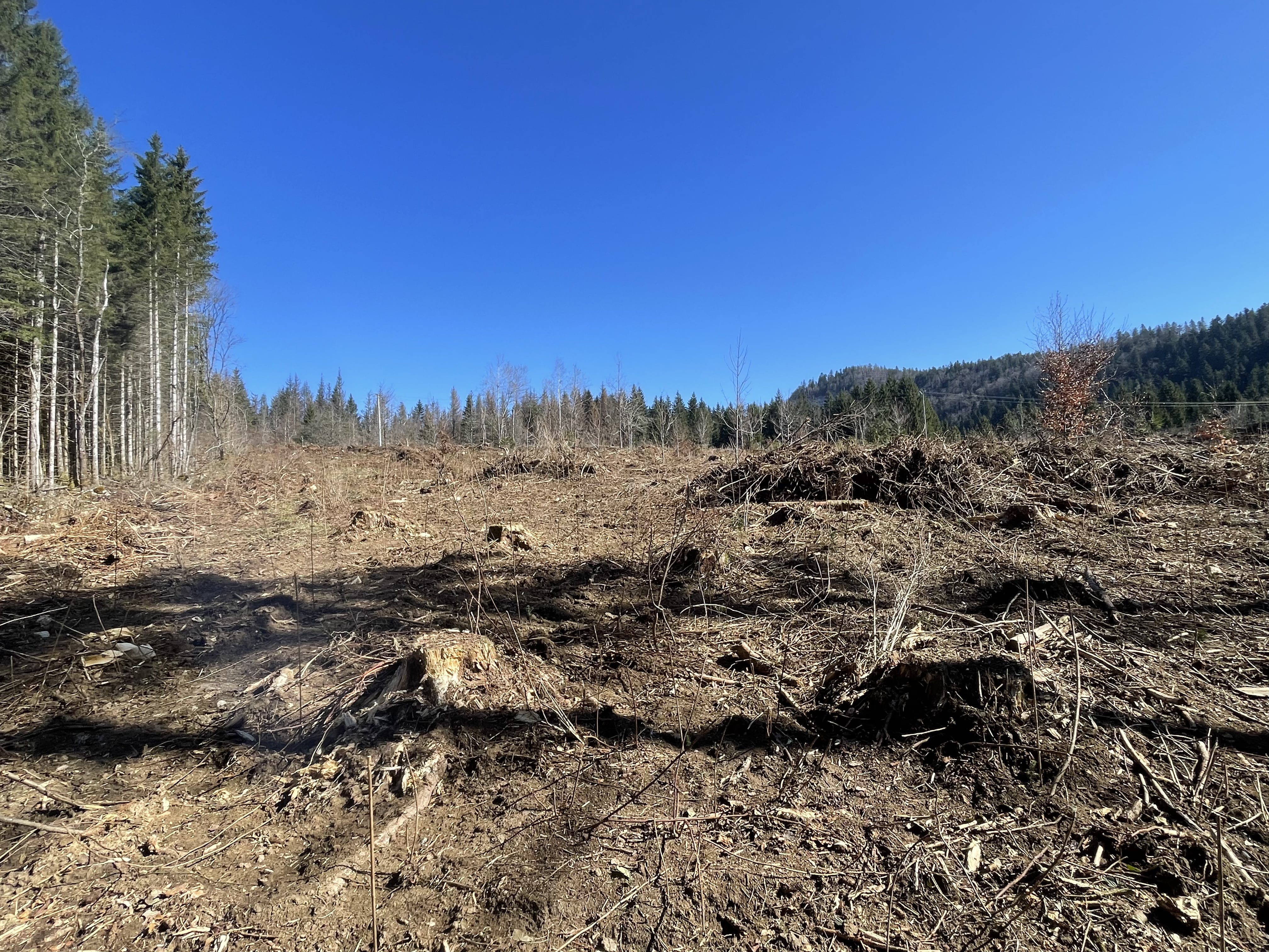Reboisement d'un peuplement d'épicéa scolyté à Viry — 1