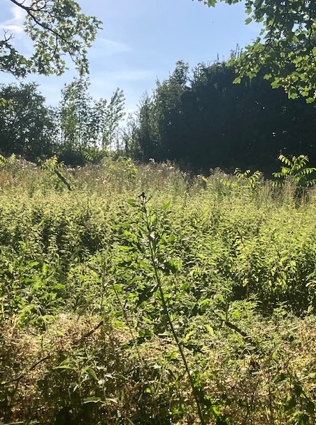 Boisement diversifié à Fiennes — 1