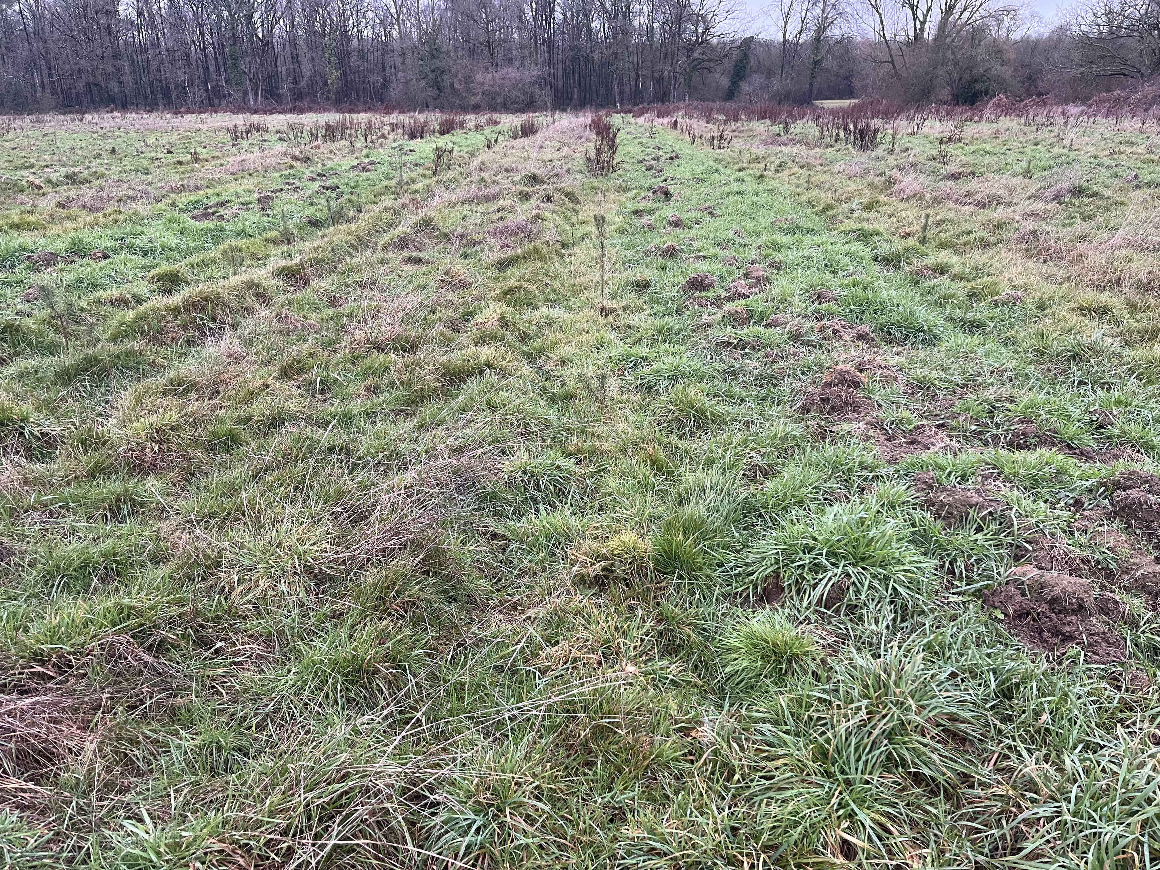 Création de 3,88 hectares de forêts à Baugé-en-Anjou