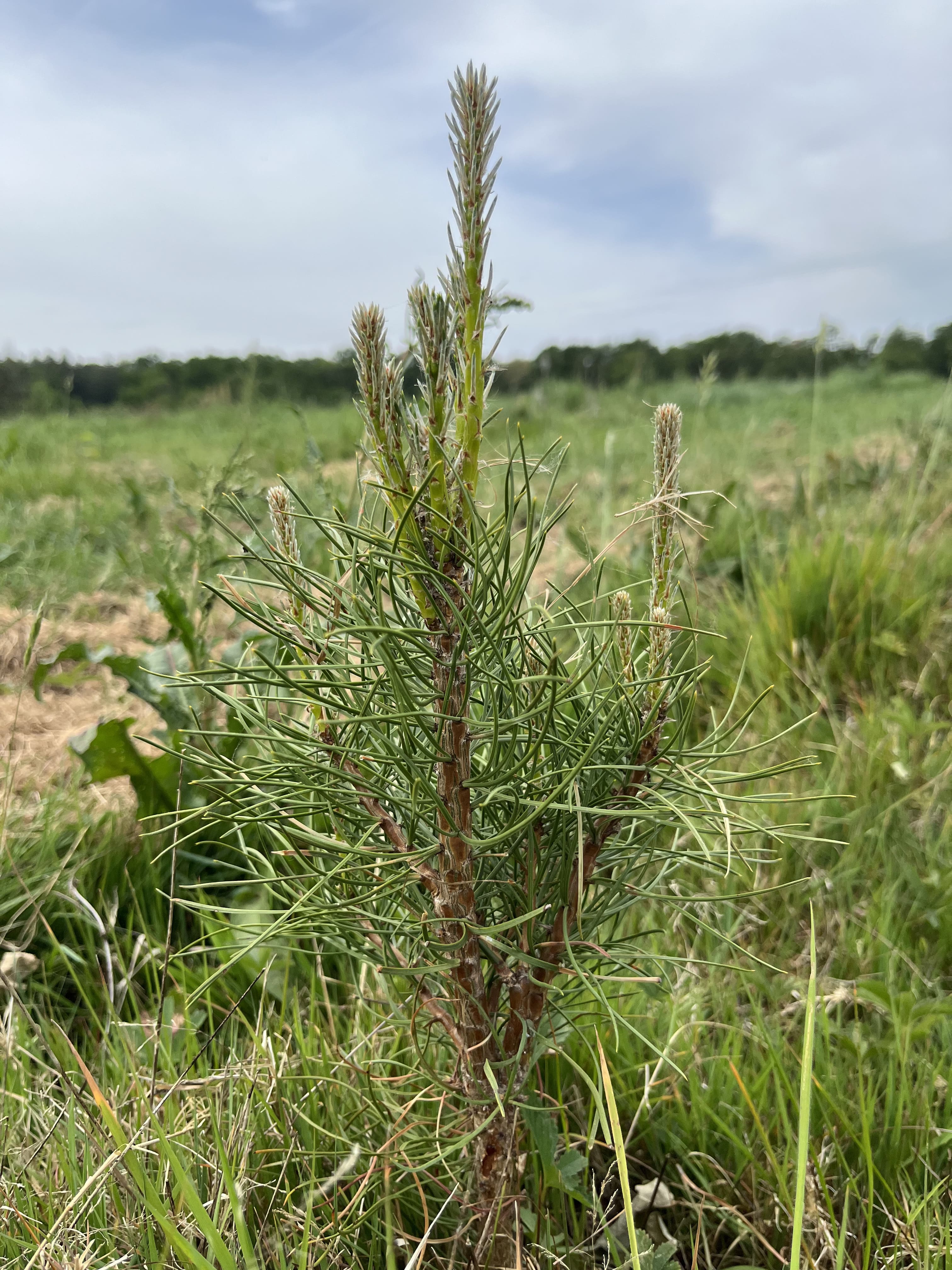 Création de 3,88 hectares de forêts à Baugé-en-Anjou — 2