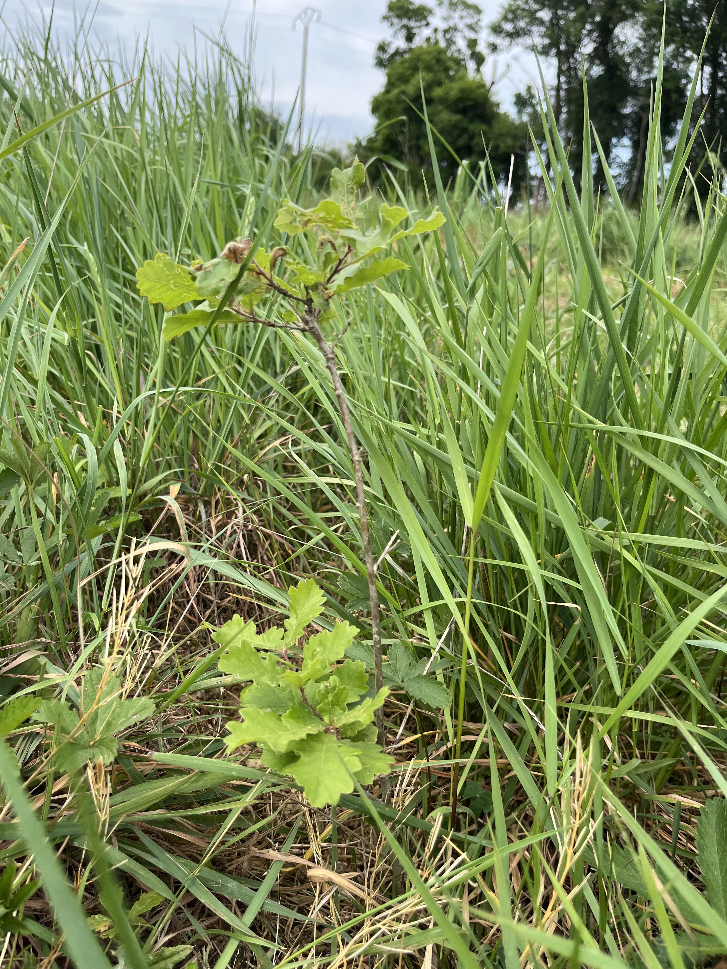 Création de 3,88 hectares de forêts à Baugé-en-Anjou — 1