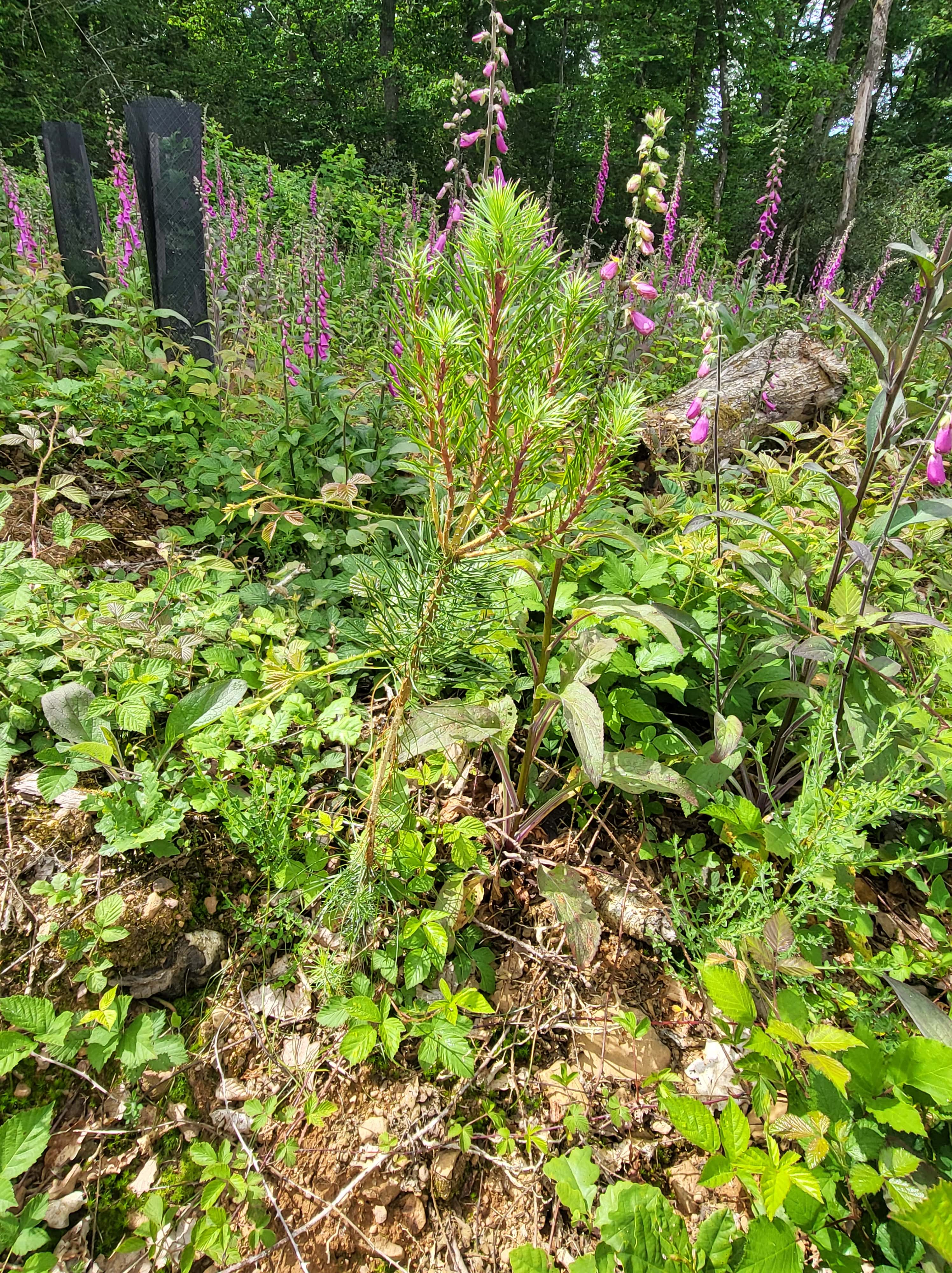 Reforestation after a storm in Marcilly-la-Gueurce — 1