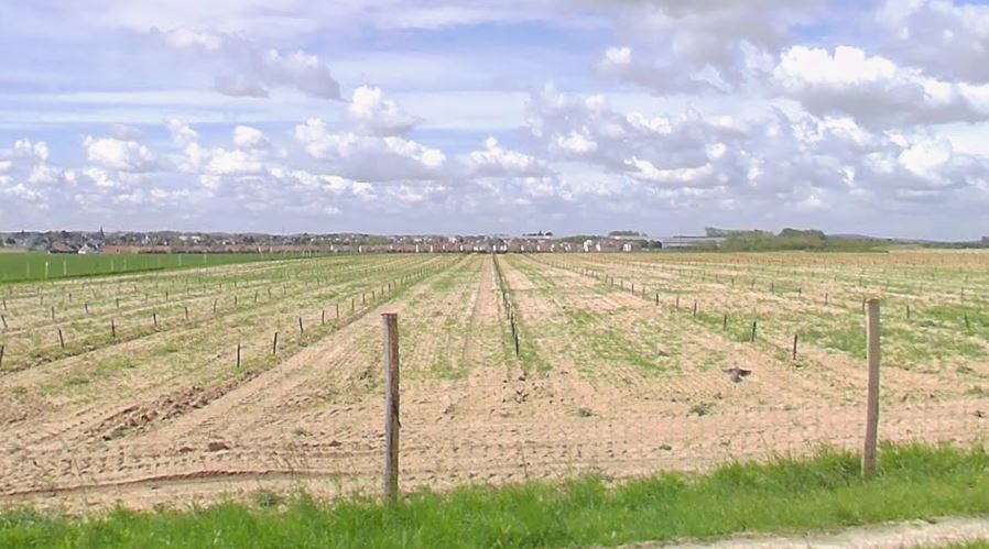 Plantation de Noisetiers à Silly-le-Long — 2
