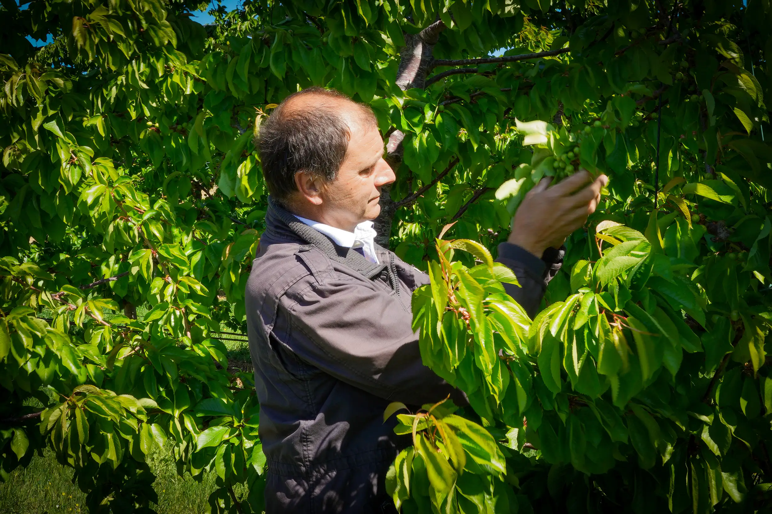 Plantation de cerisiers à l'EARL les Tilleuls — 2