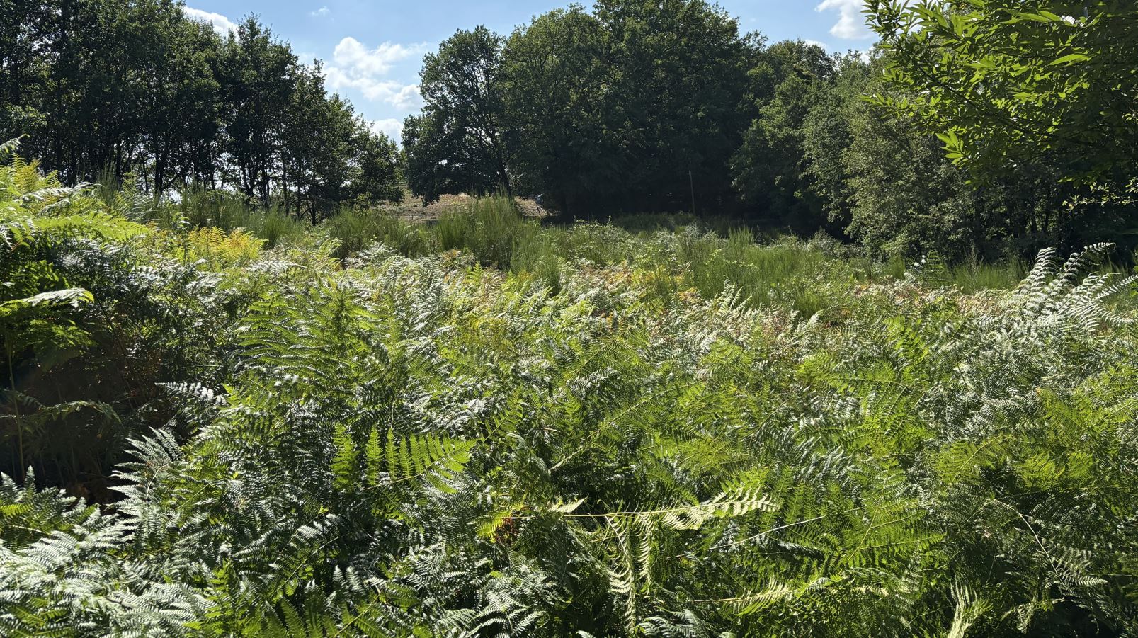 Deuxième plantation de Gwenaël Postec à Sanilhac — 1