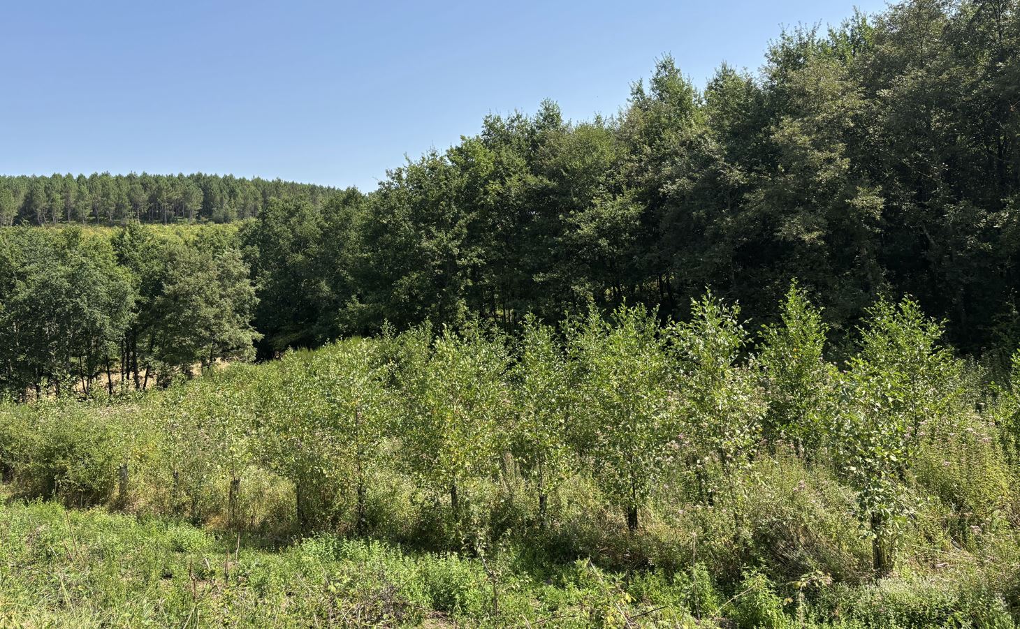 Deuxième plantation de Gwenaël Postec à Sanilhac