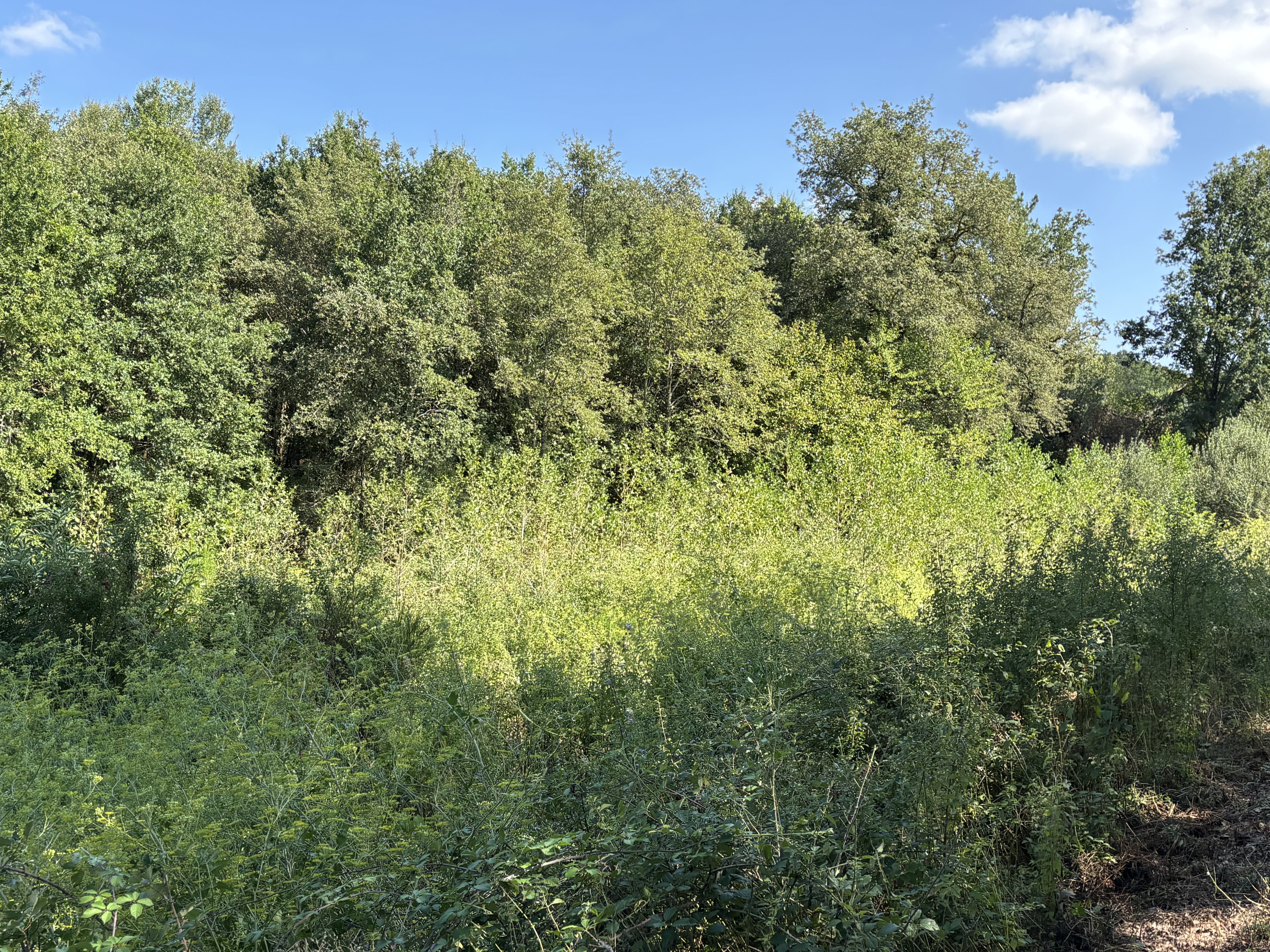 Deuxième plantation de Gwenaël Postec à Sanilhac — 2