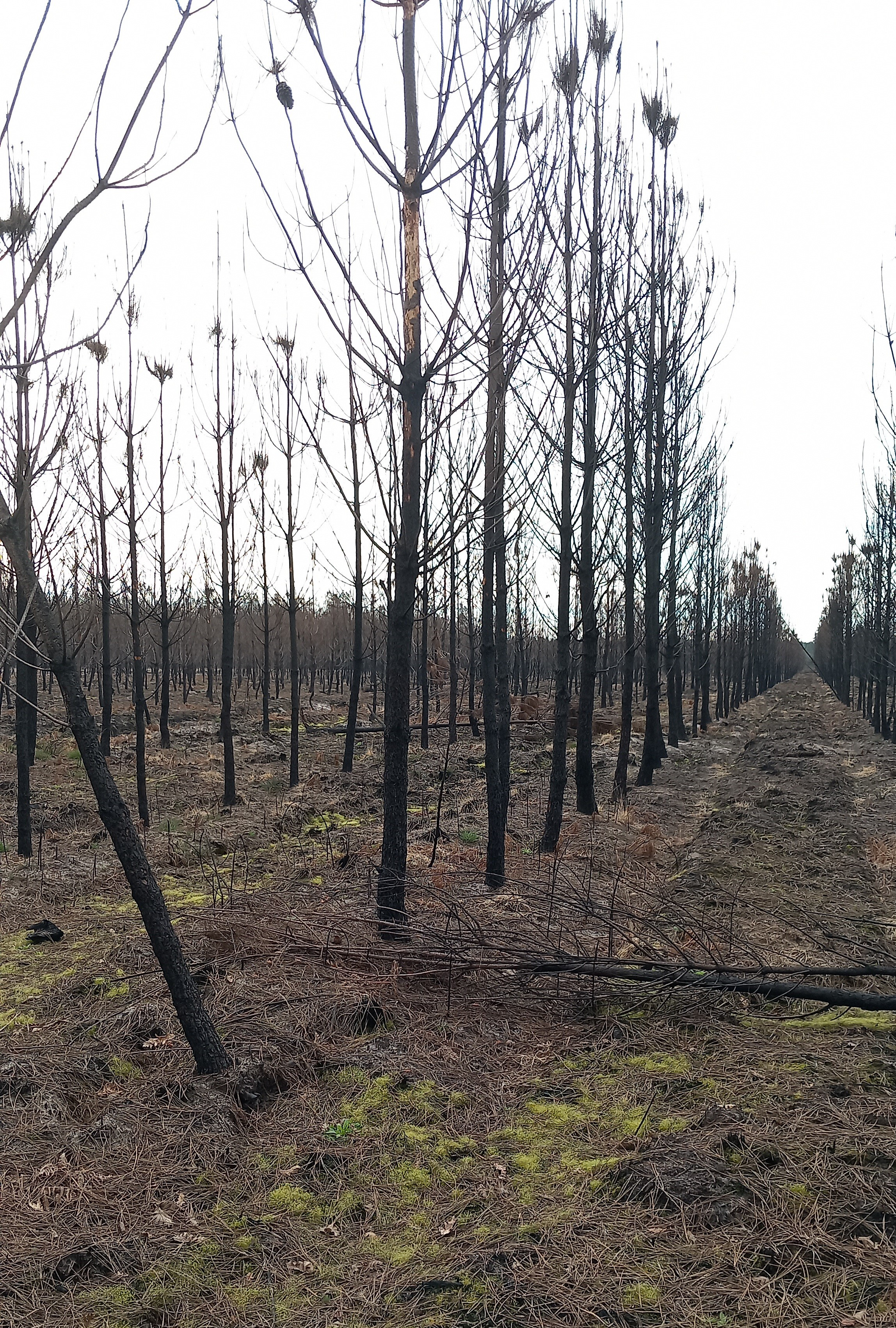 Reboisement de 17,04 hectares après un incendie en Gironde et dans les Landes — 1