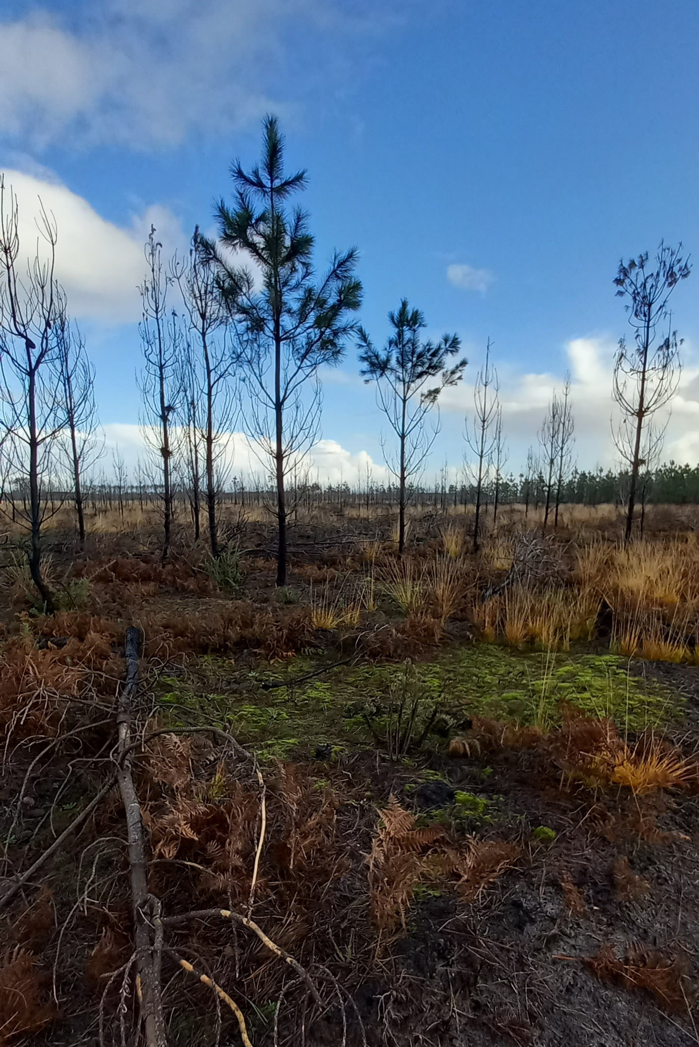 Reboisement de 17,04 hectares après un incendie en Gironde et dans les Landes — 2