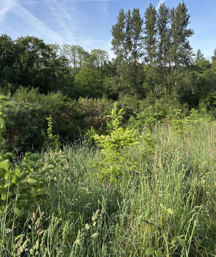 Nouveau boisement à Landerneau