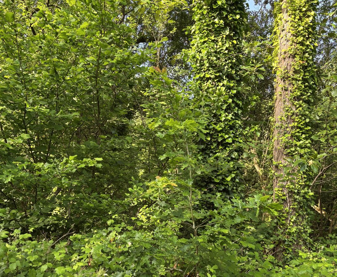 Nouveau boisement à Landerneau — 1