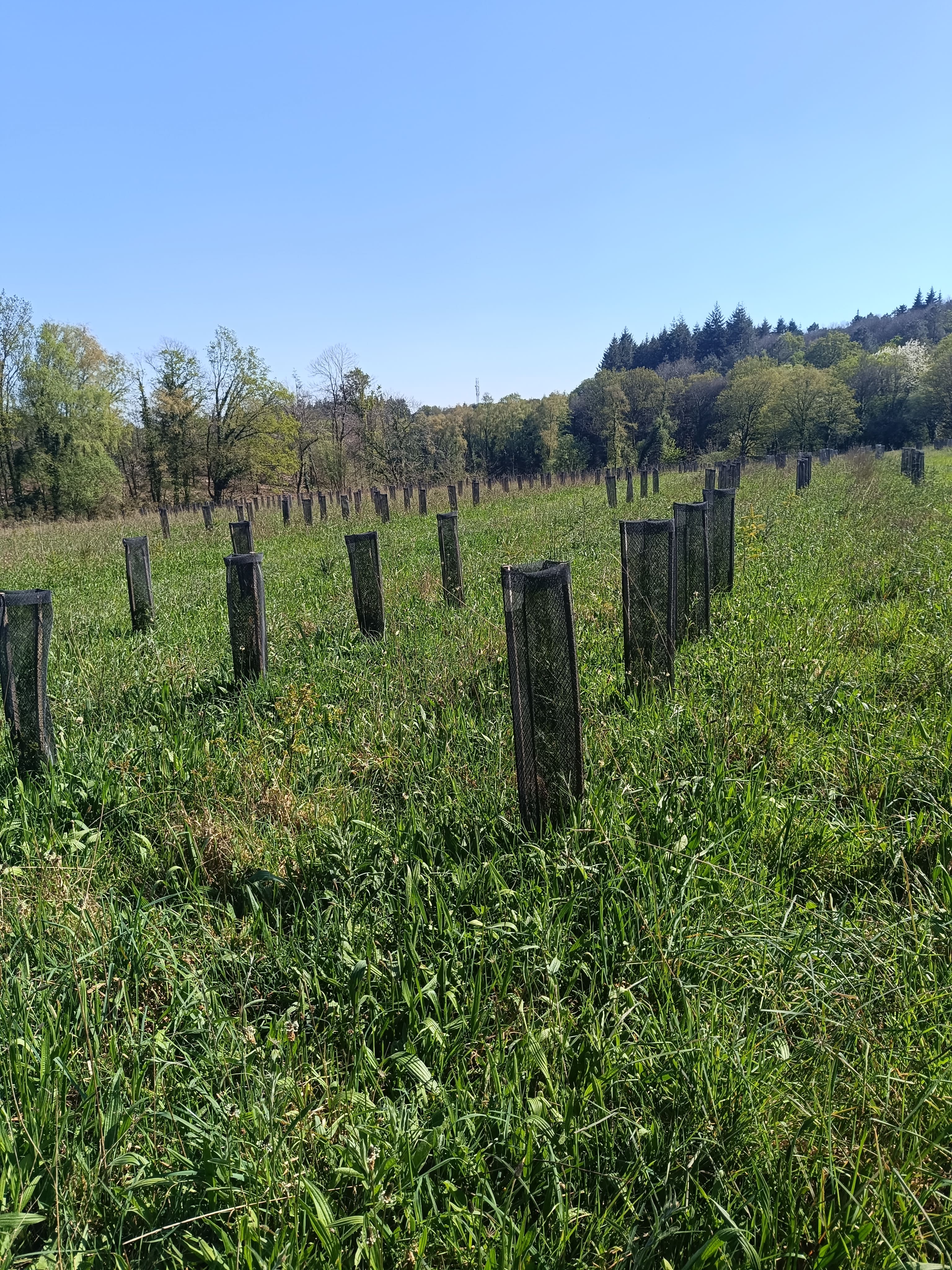 Nouveau boisement à Sérent — 1
