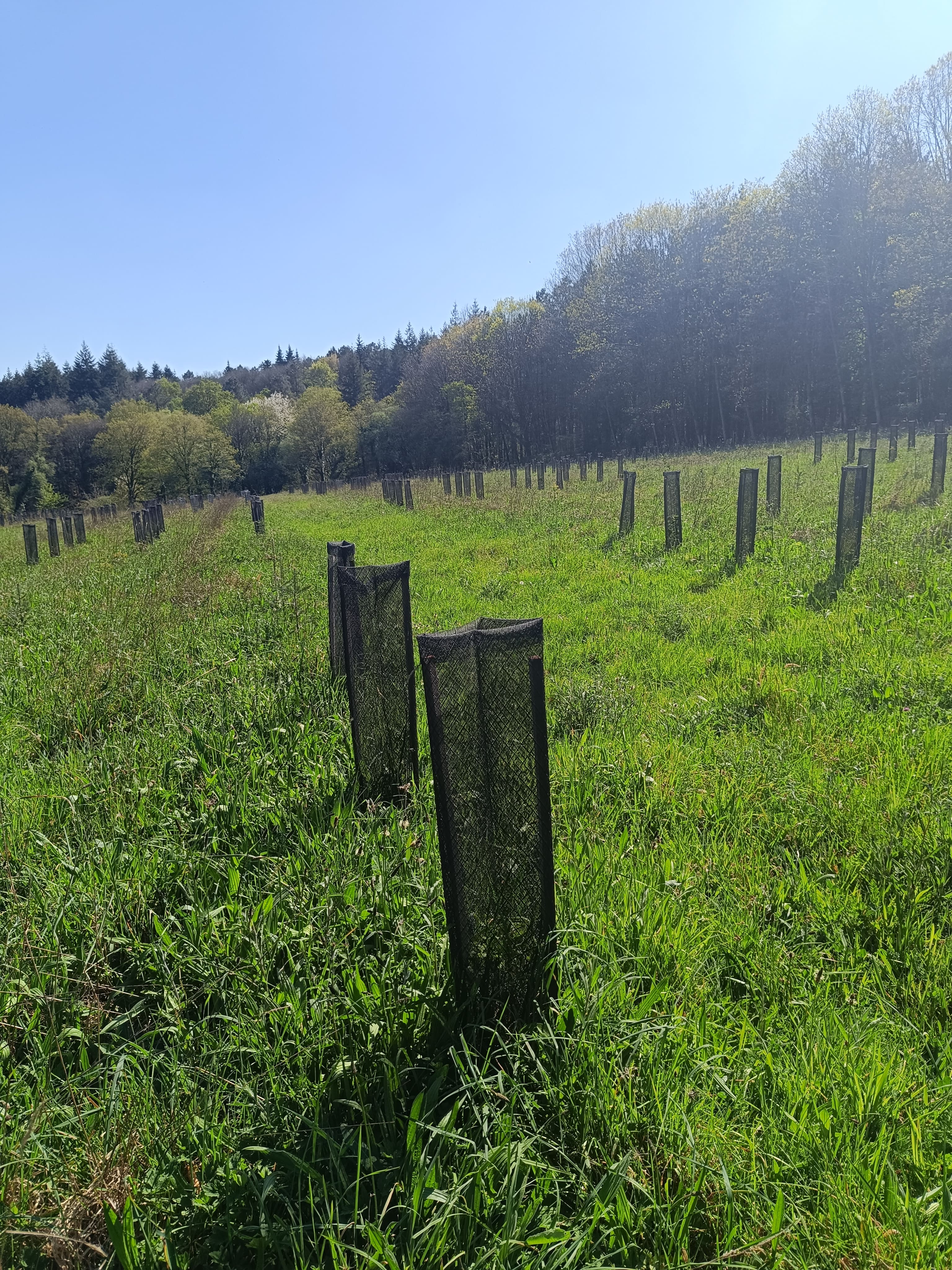 Nouveau boisement à Sérent