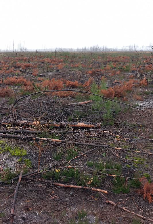 Reforestation of 56.38 hectares of forest burnt down in Gironde — 2
