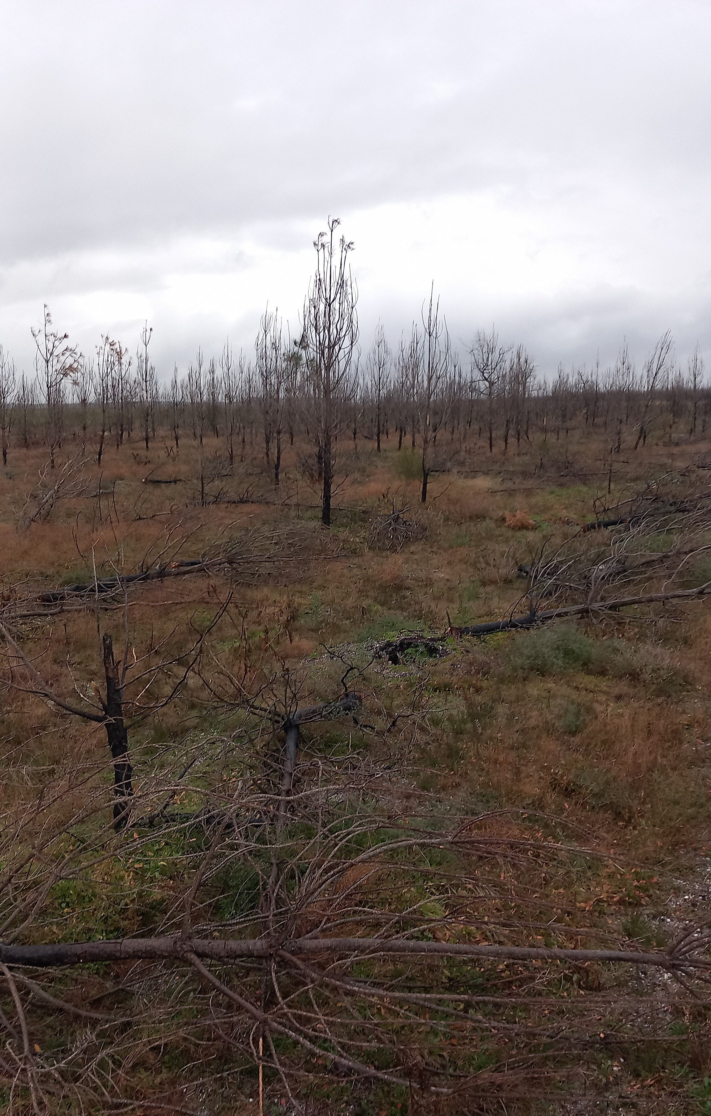 Reforestation of 56.38 hectares of forest burnt down in Gironde — 1
