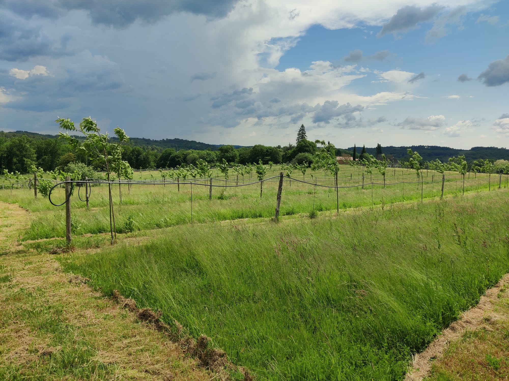 Chestnut plantation in Saint-Cernin-de-l’Herm — 2