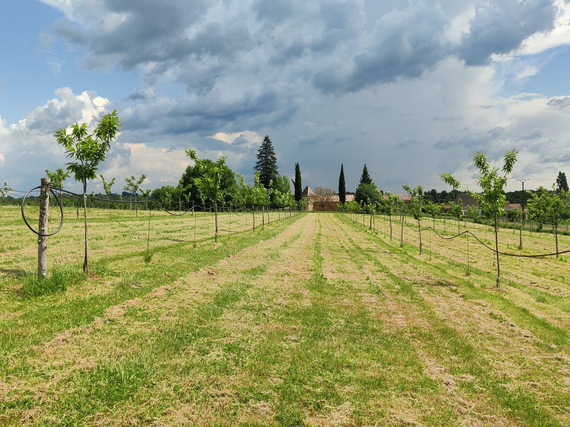 Chestnut plantation in Saint-Cernin-de-l’Herm