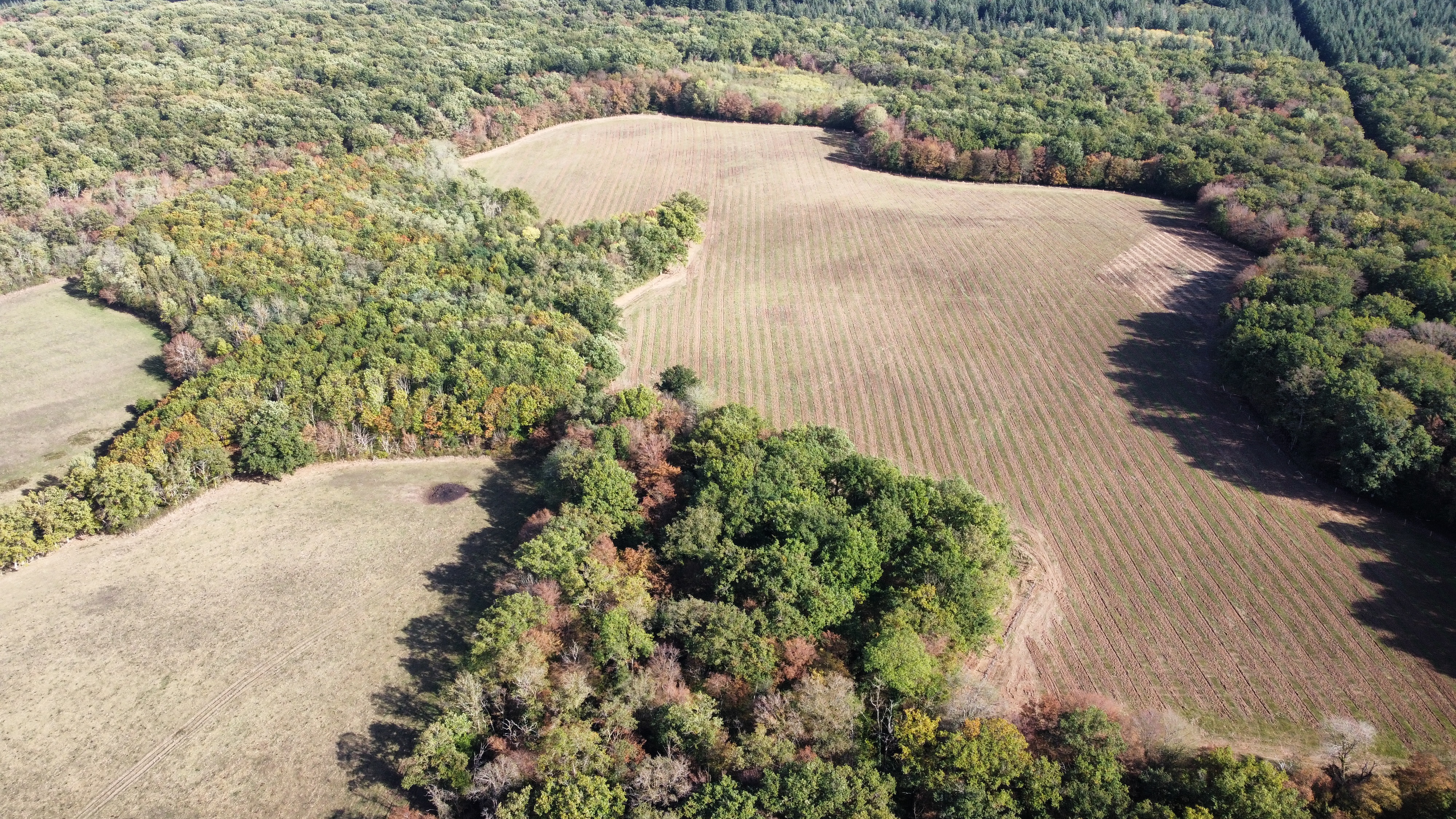 Boisement d'une clairière artificielle de 10 hectares