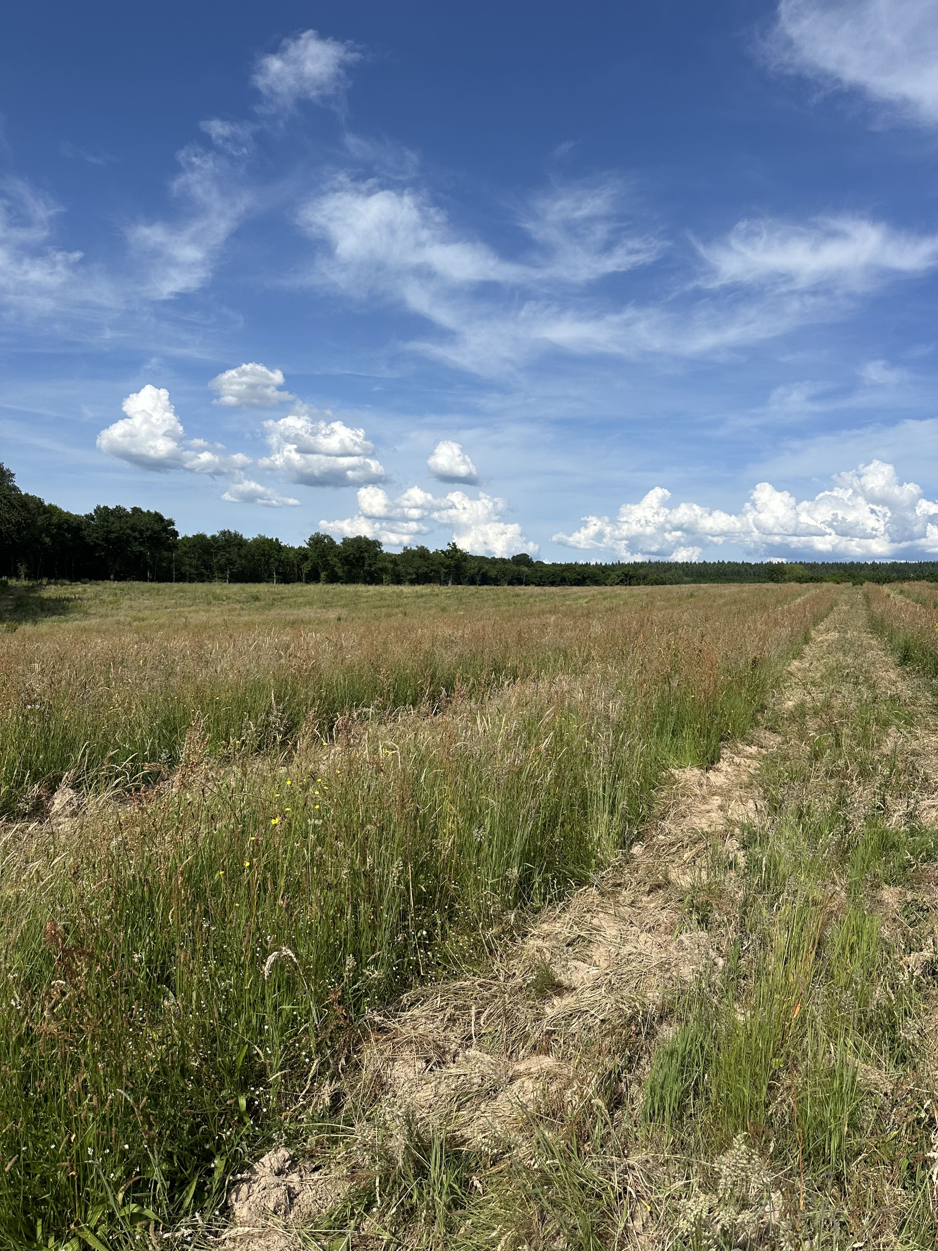 Boisement d'une clairière artificielle de 10 hectares — 1