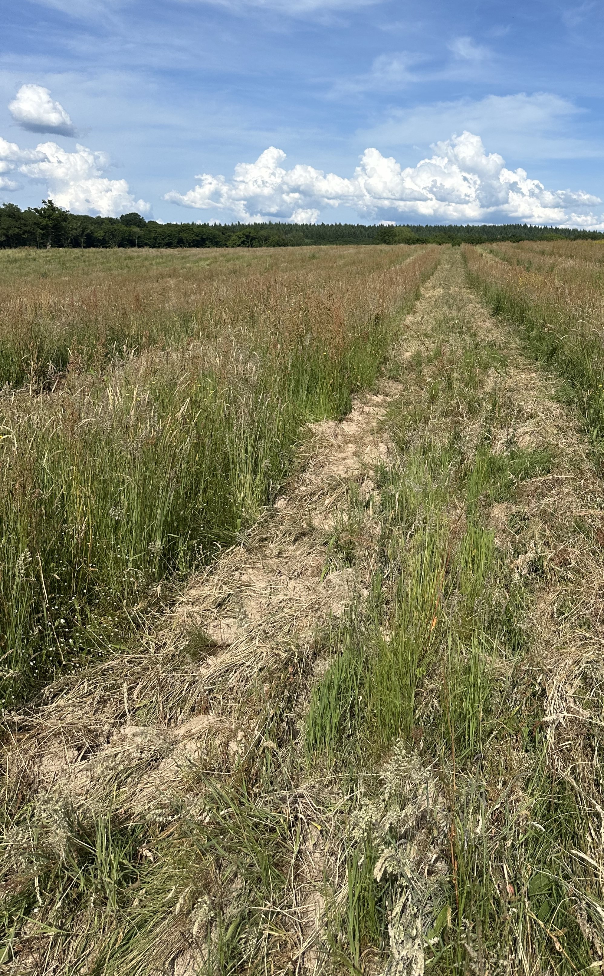 Boisement d'une clairière artificielle de 10 hectares — 2