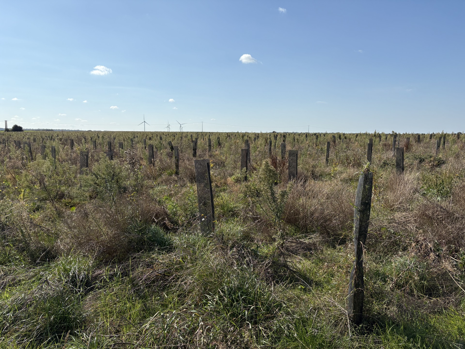 Nouveau boisement diversifié à Avremesnil