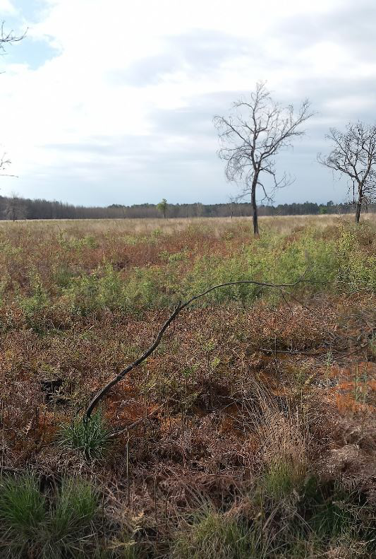 Reforestation of 58.46 hectares of forest burnt down in Gironde — 1